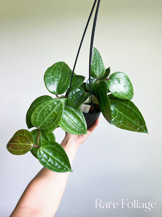 Hoya Latifolia Sarawak 5” Hanging Basket Mother Plant (Huge)