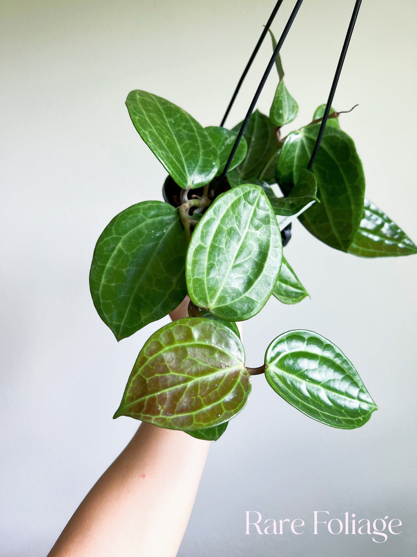 Hoya Latifolia Sarawak 5” Hanging Basket Mother Plant (Huge)