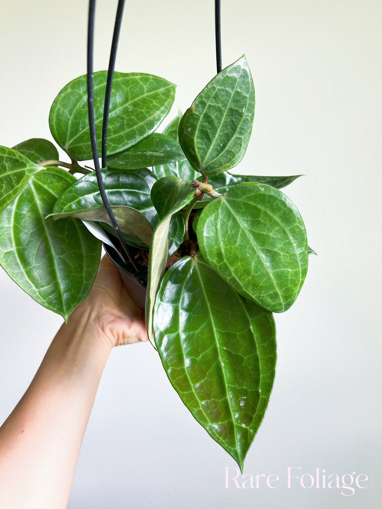 Hoya Latifolia Sarawak 5” Hanging Basket Mother Plant (Huge)