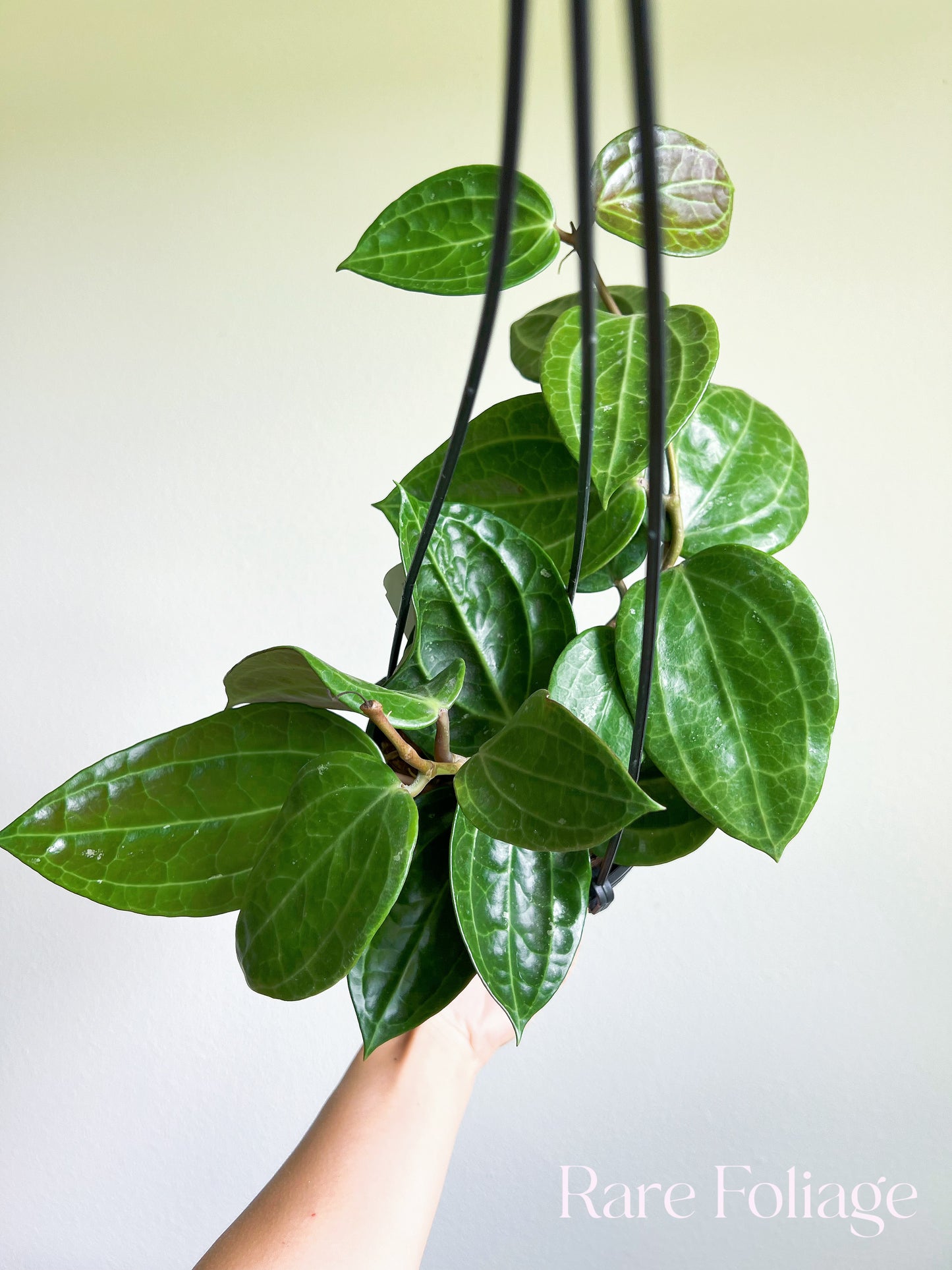 Hoya Latifolia Sarawak 5” Hanging Basket Mother Plant (Huge)