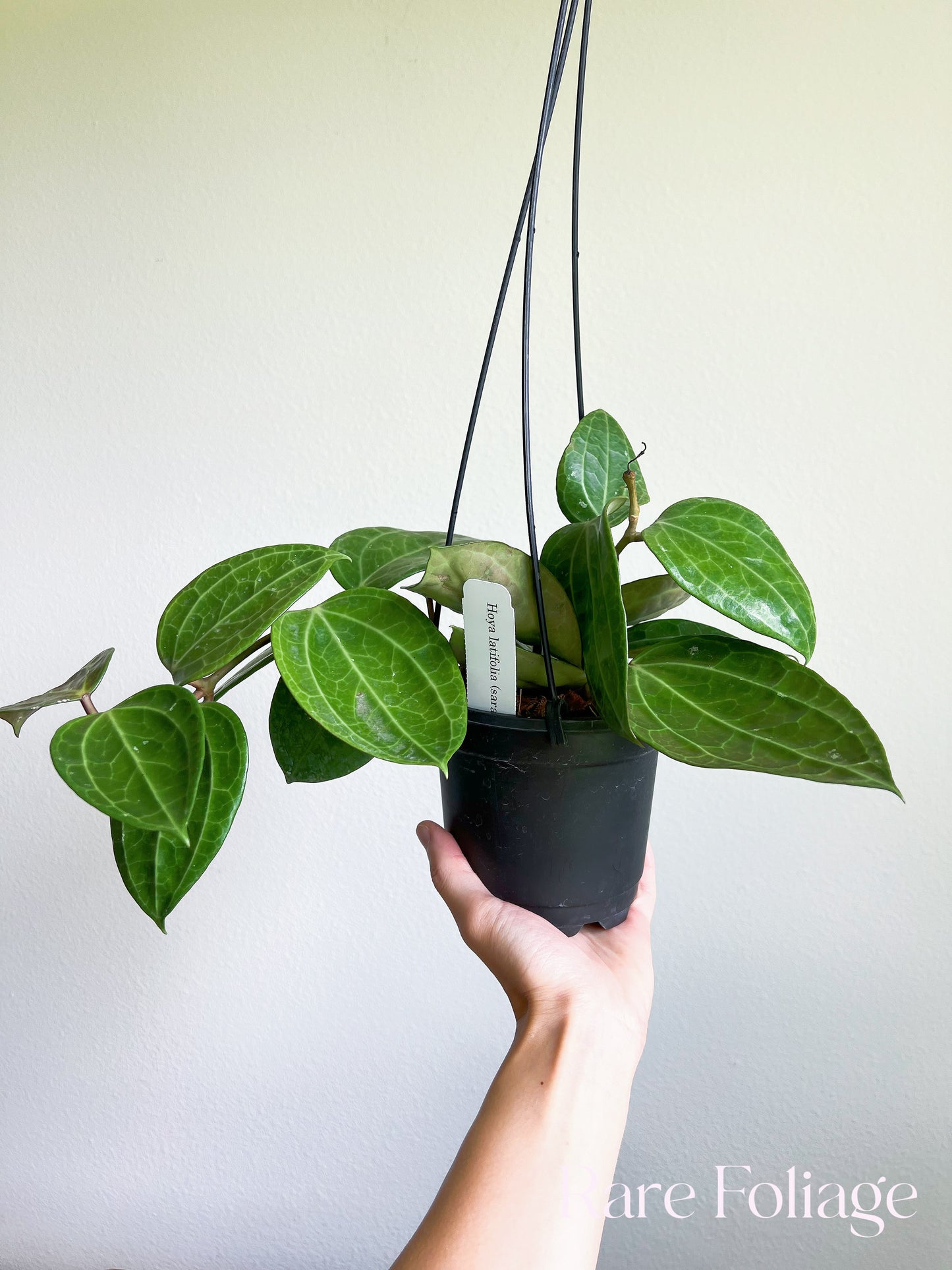 Hoya Latifolia Sarawak 5” Hanging Basket Mother Plant (Huge)