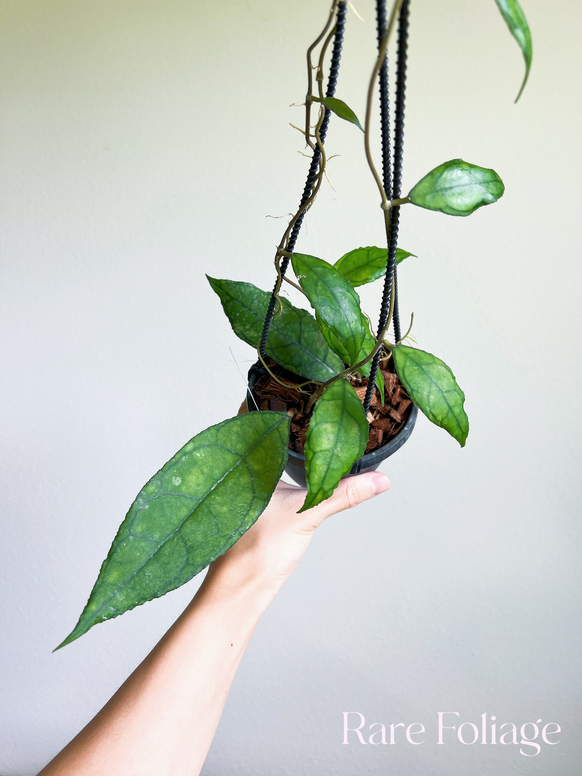 hanging plant big leaves Hoya Finlaysonii Big Leaf 4" Hanging Basket
