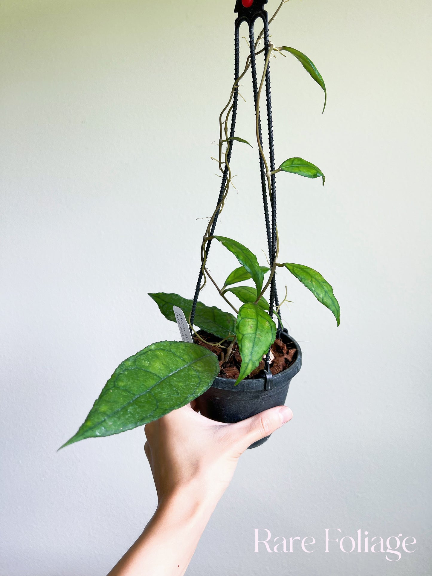 Hoya Finlaysonii Big Leaf 4" Hanging Basket