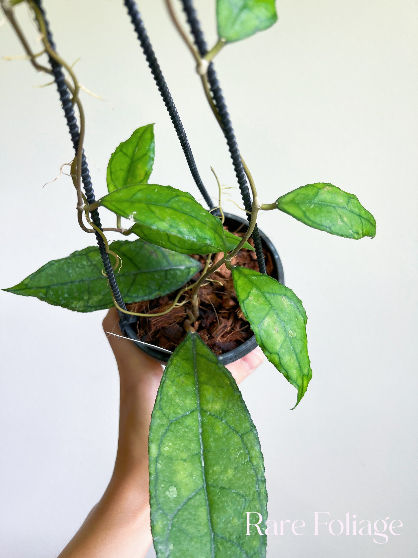 Hoya Finlaysonii Big Leaf 4" Hanging Basket