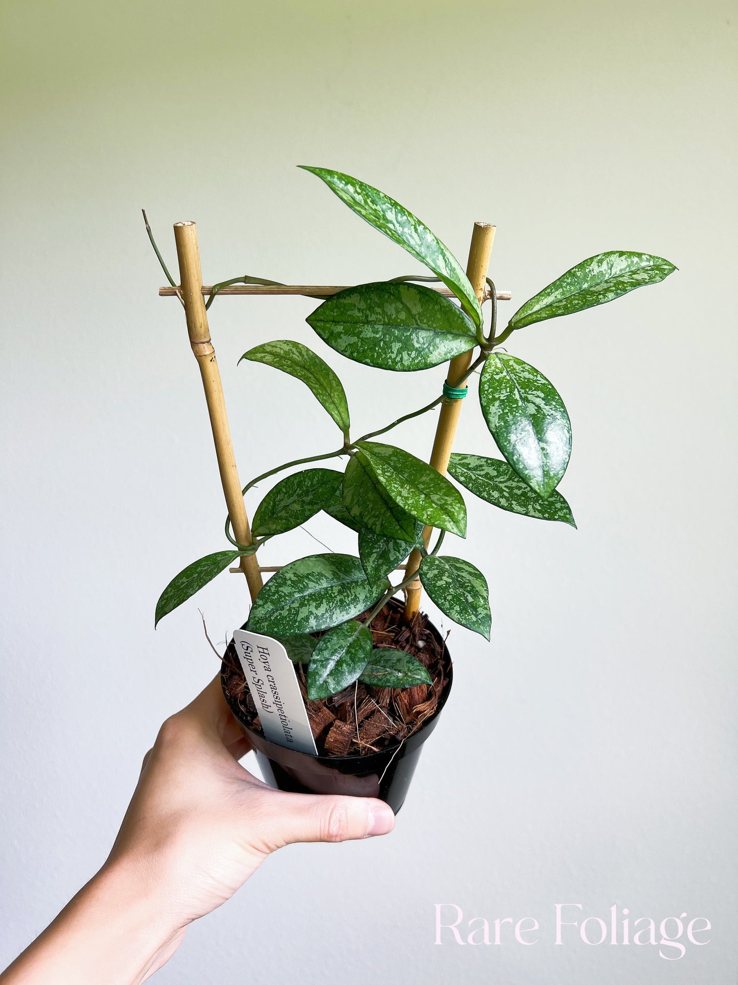 Hoya Crassipetiolata Super Splashy 4" Trellis