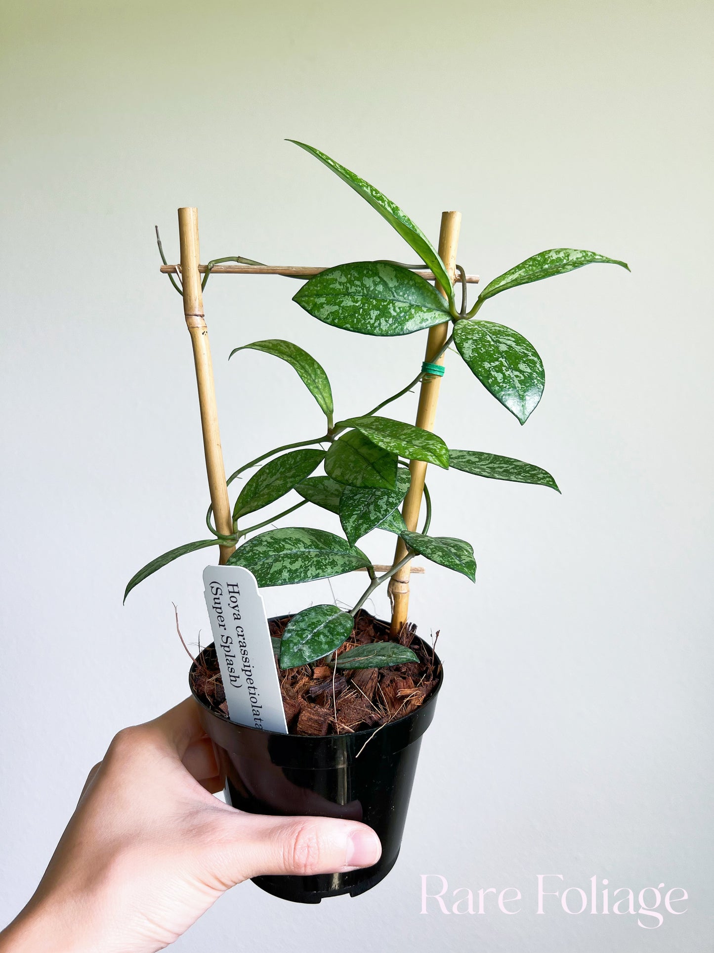 Hoya Crassipetiolata Super Splashy 4" Trellis