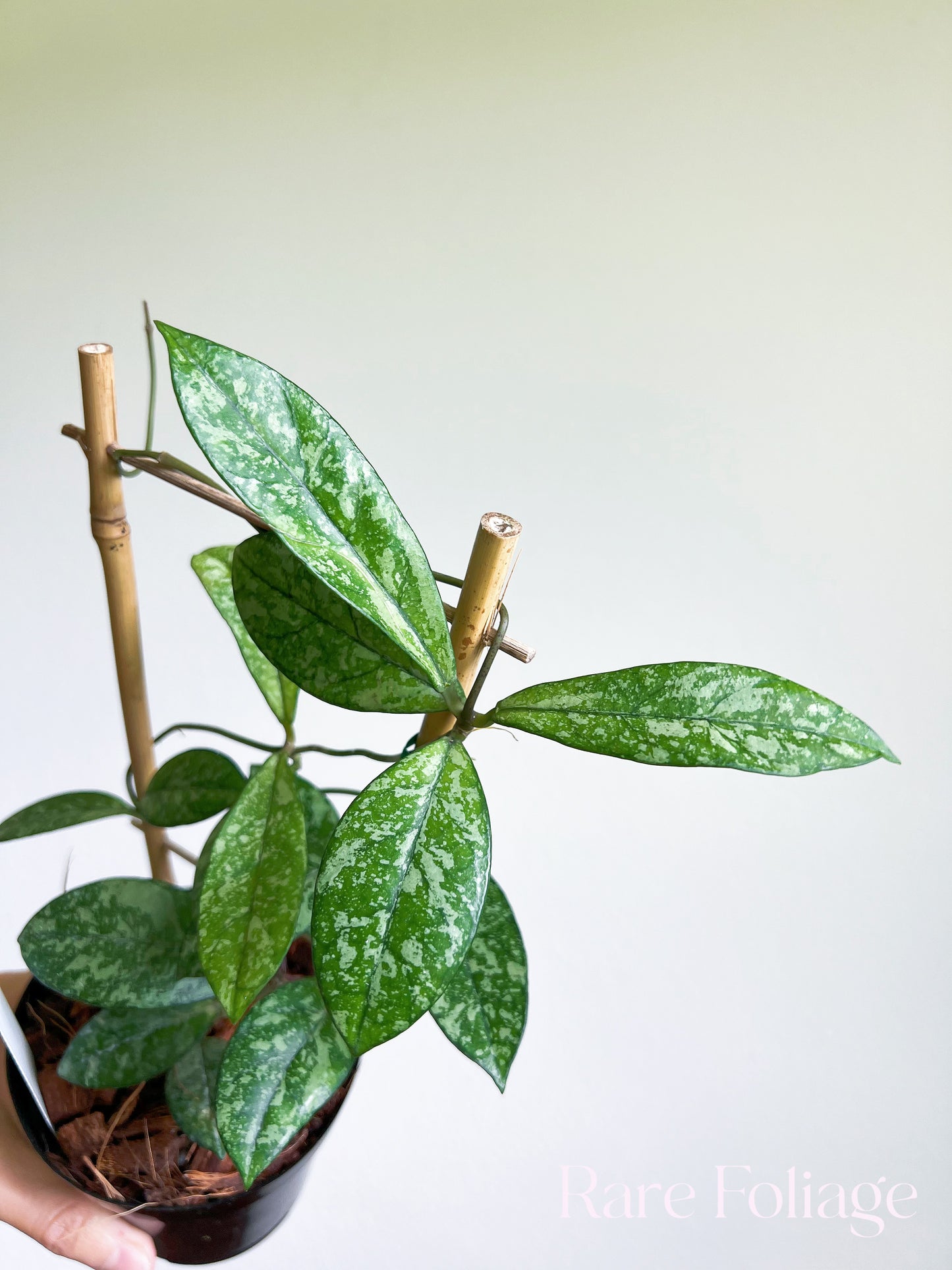 Hoya Crassipetiolata Super Splashy 4" Trellis