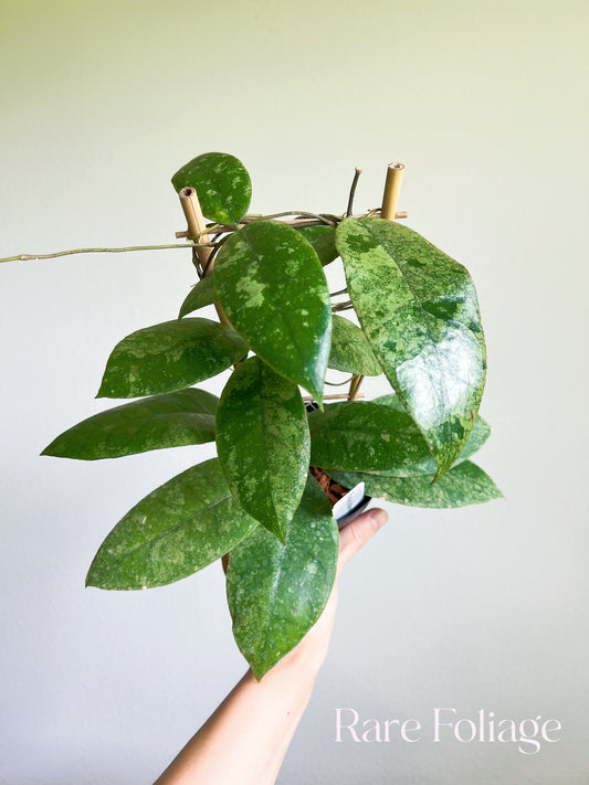 Hoya Finlaysonii Splashy Trellis 4"