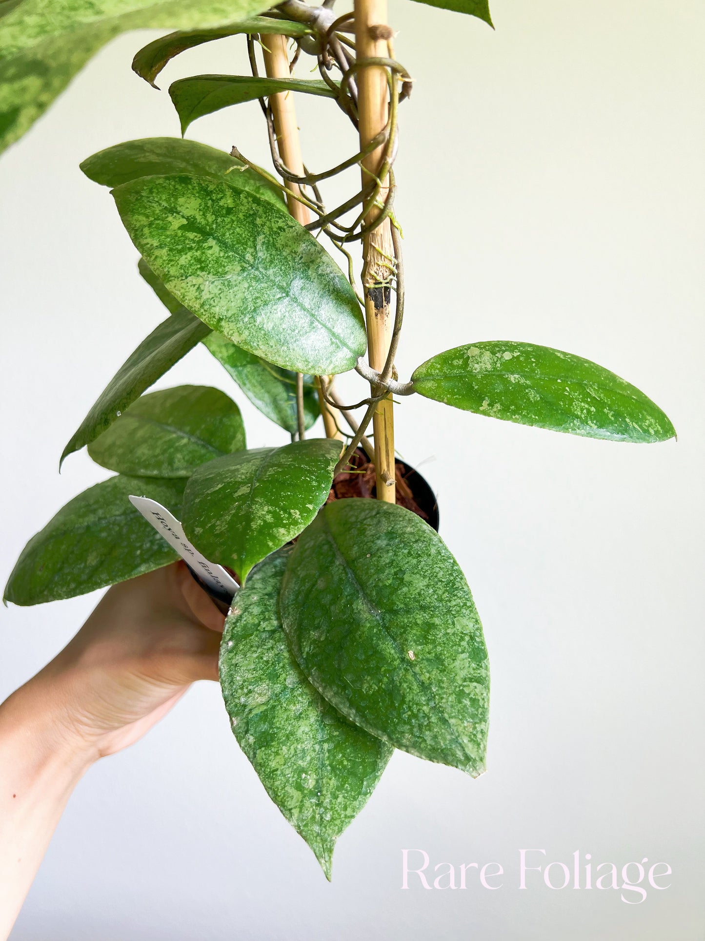 Hoya Finlaysonii Splashy Trellis 4"