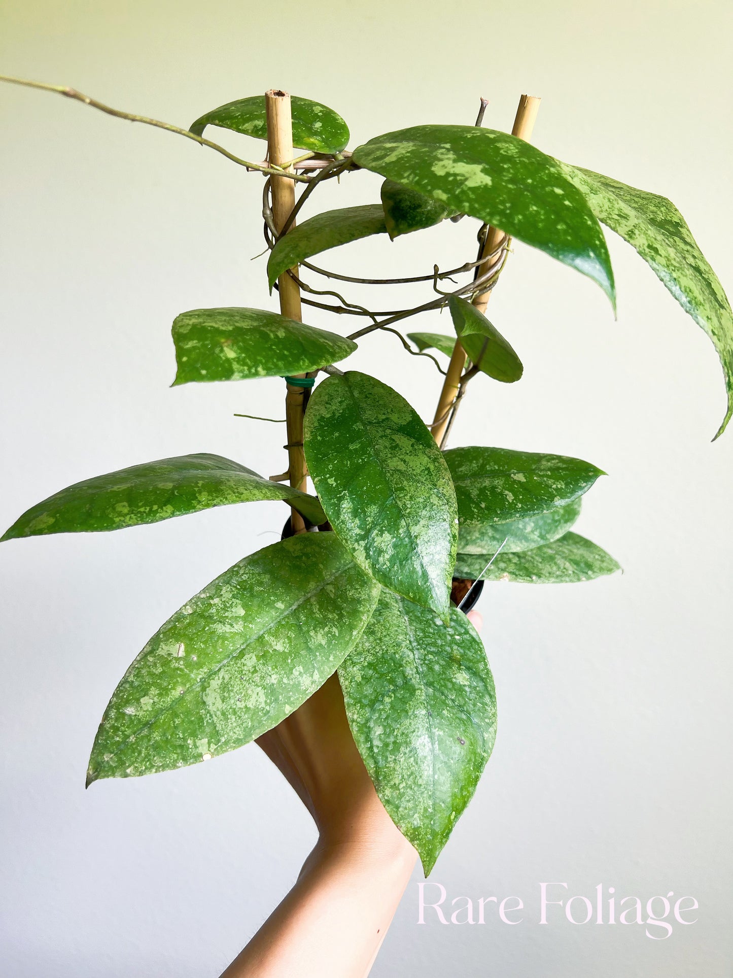 Hoya Finlaysonii Splashy Trellis 4"