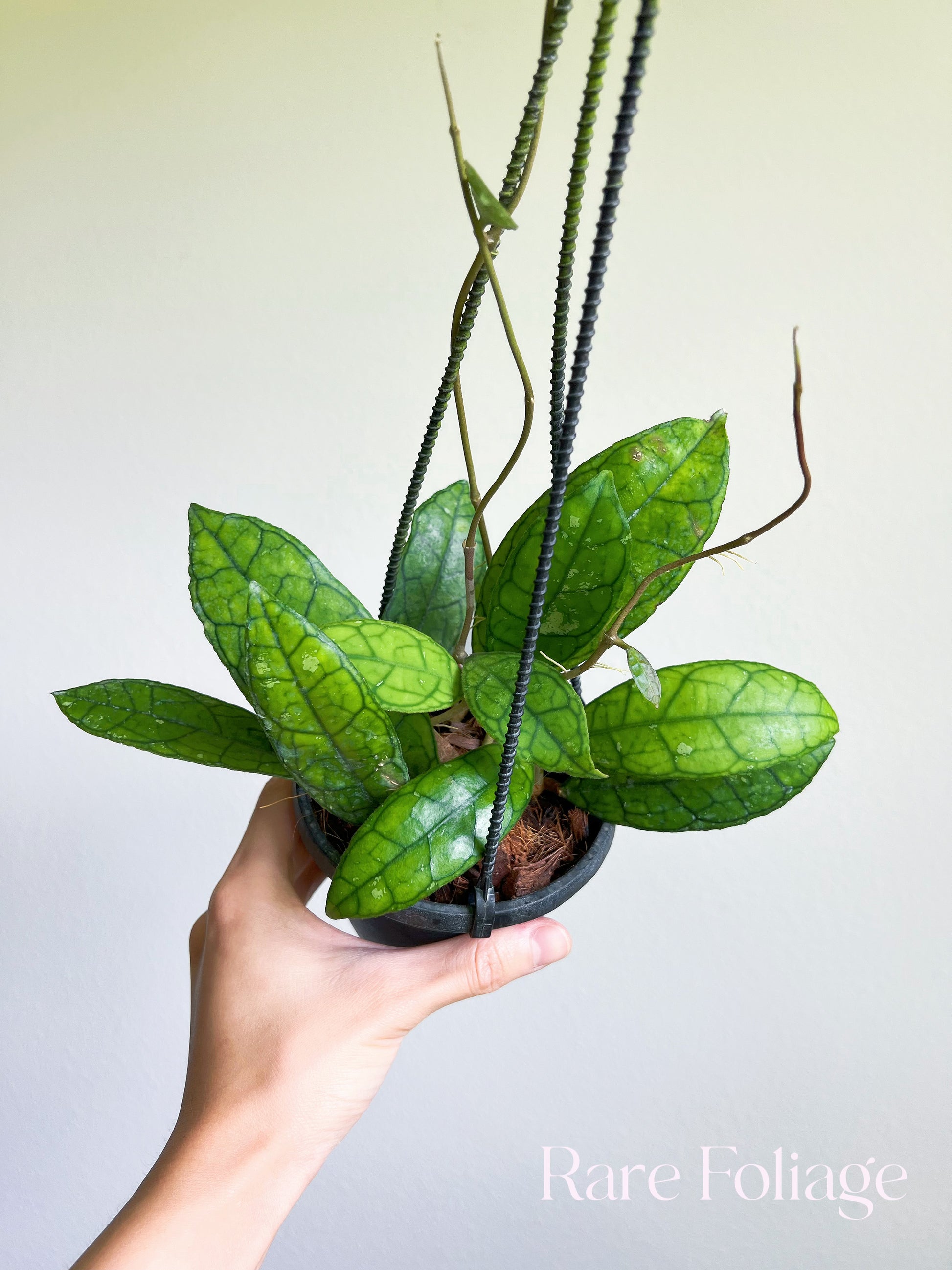 round leaf hanging plant Hoya Finlaysonii Round Leaf 4" Hanging Basket
