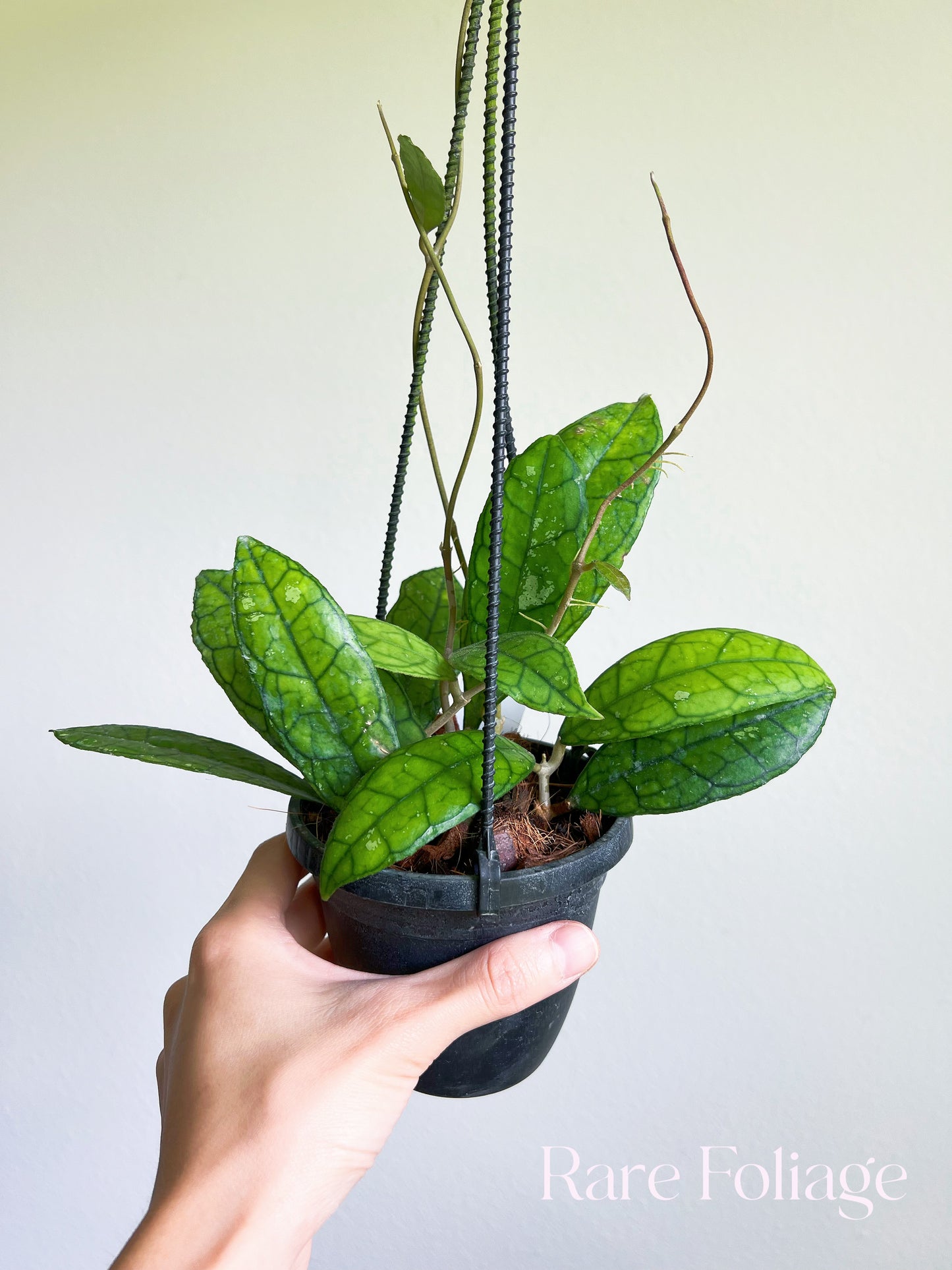 Hoya Finlaysonii Round Leaf 4" Hanging Basket