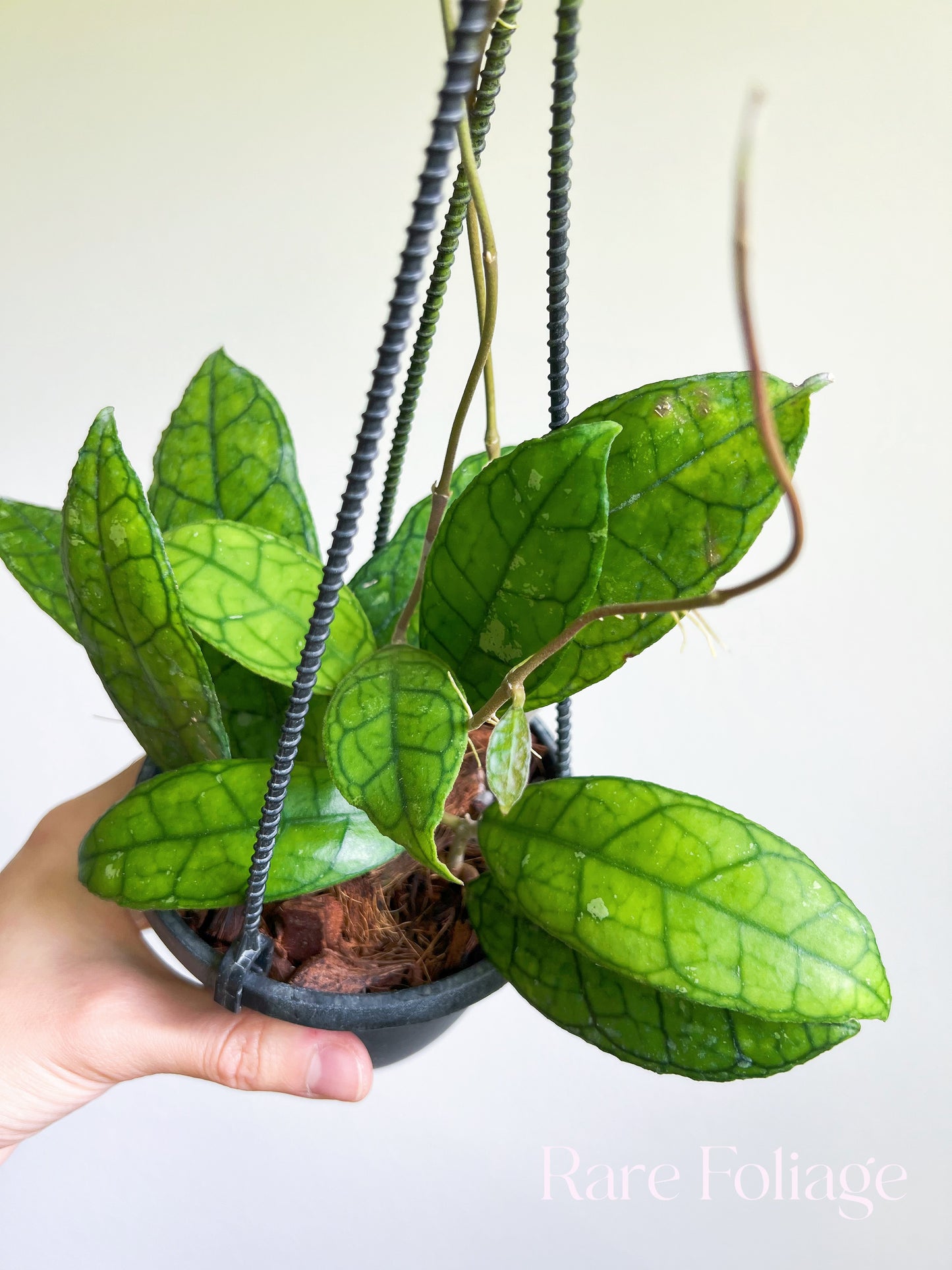 Hoya Finlaysonii Round Leaf 4" Hanging Basket