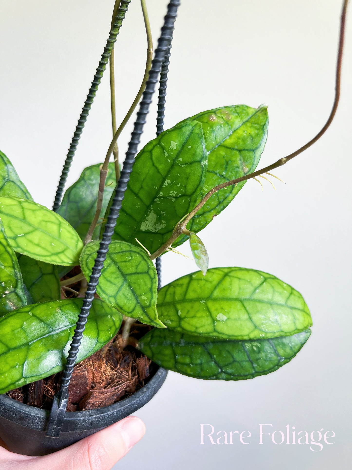 Hoya Finlaysonii Round Leaf 4" Hanging Basket