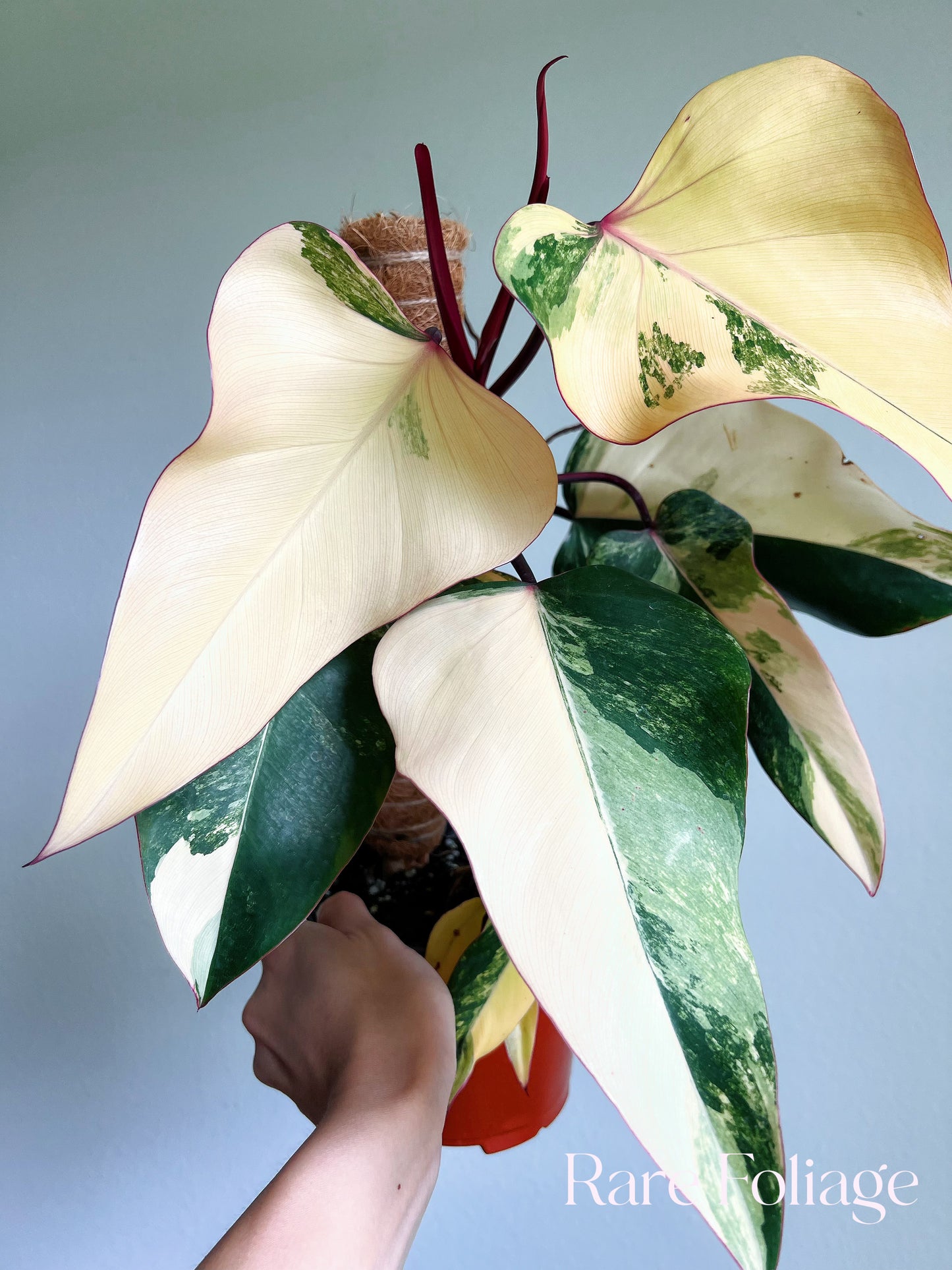 Philodendron Strawberry Shake 6" High Color