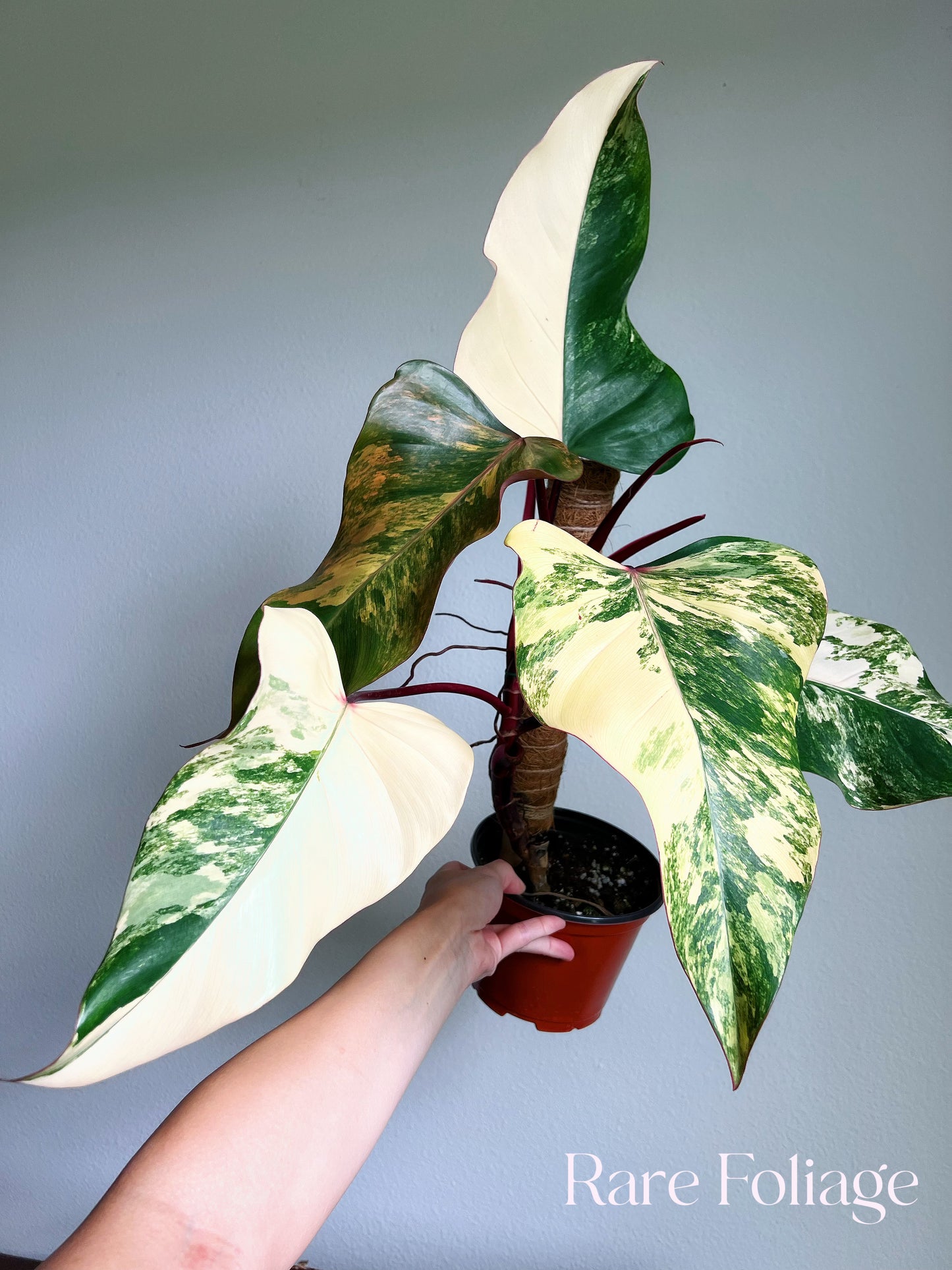 Philodendron Strawberry Shake 6" High Color