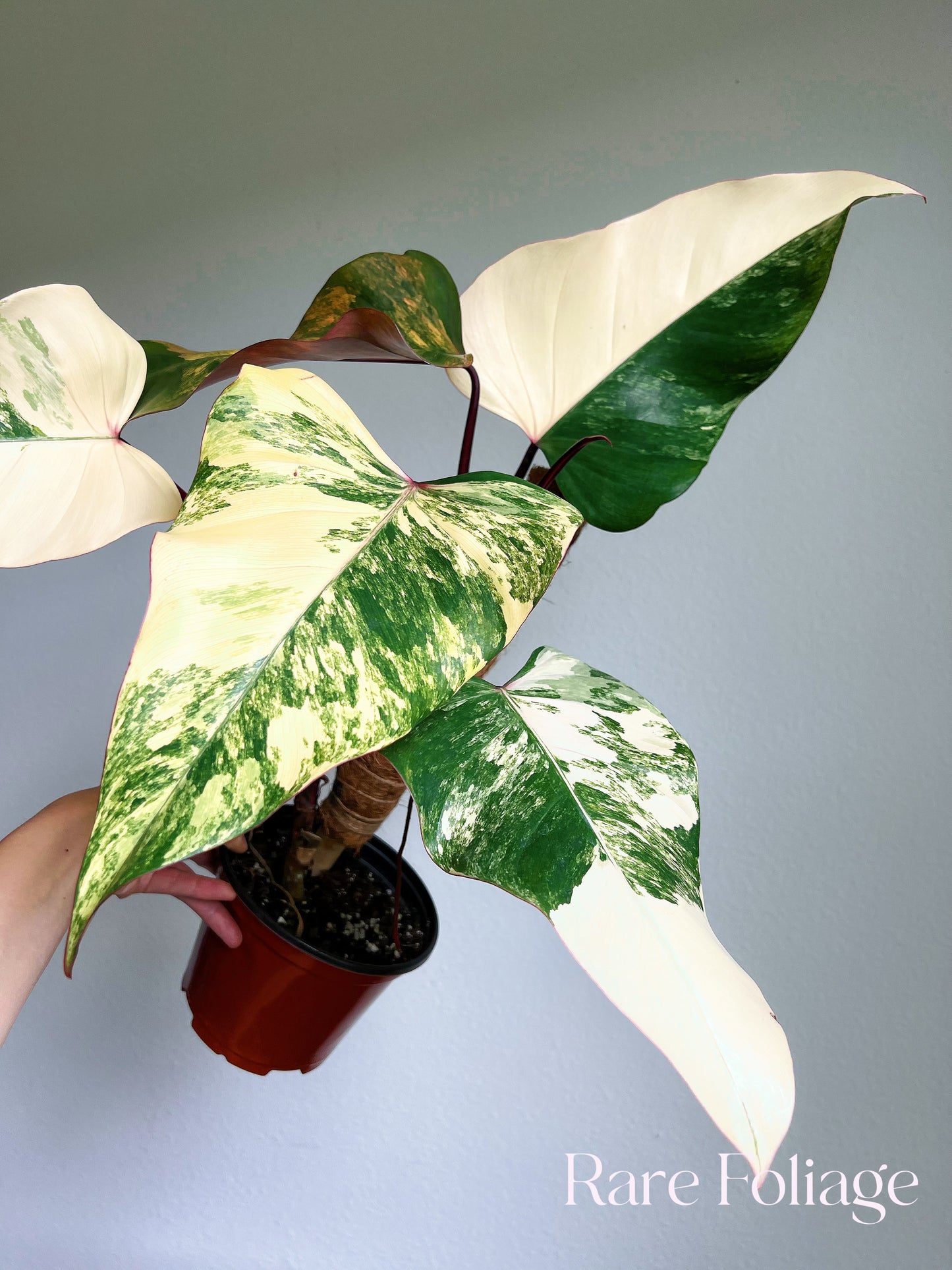 Philodendron Strawberry Shake 6" High Color