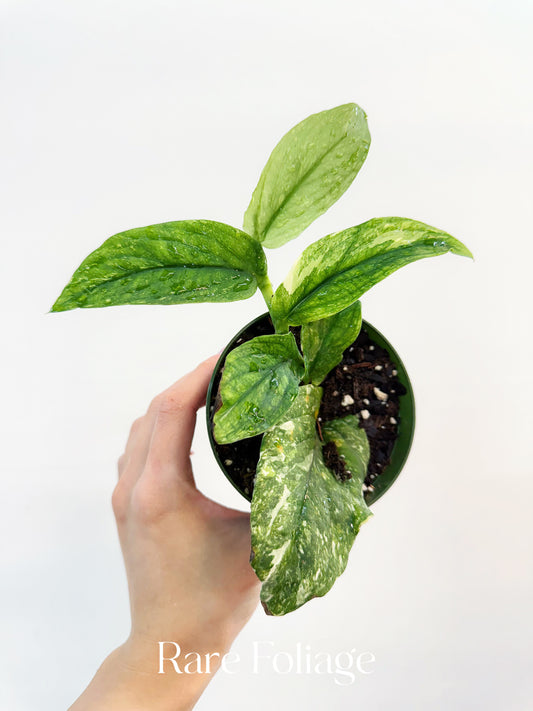 Rhaphidophora Korthalsii Thai Constellation 4”