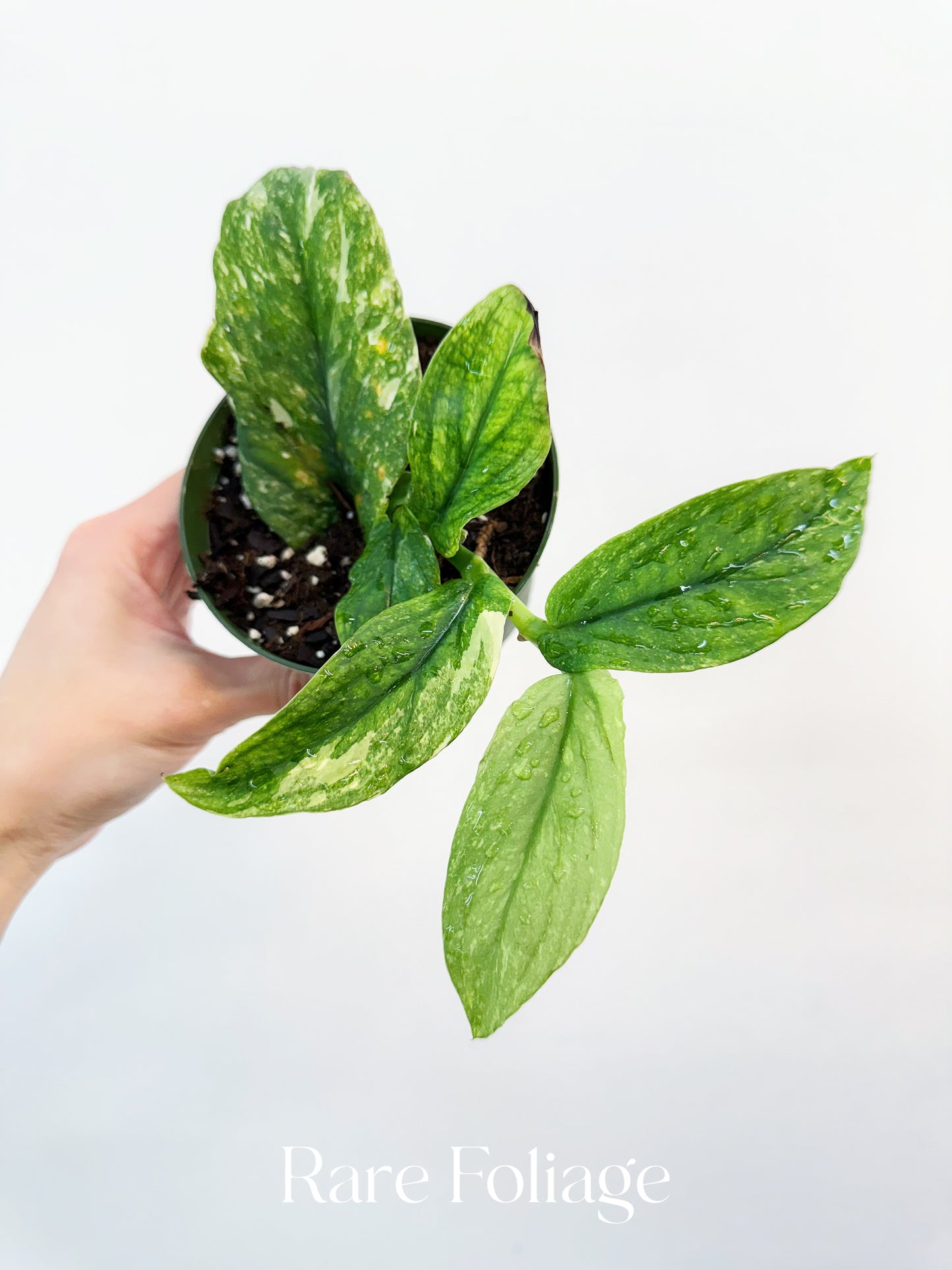 Rhaphidophora Korthalsii Thai Constellation 4”