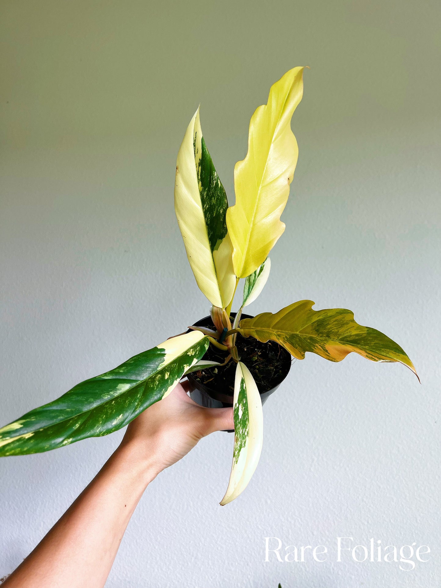 Philodendron Caramel Marble 4”