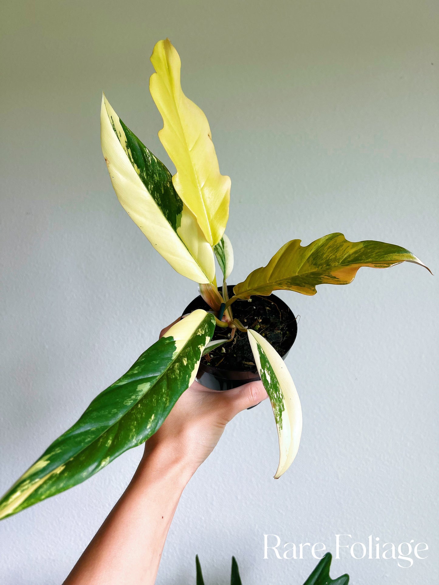 Philodendron Caramel Marble 4”