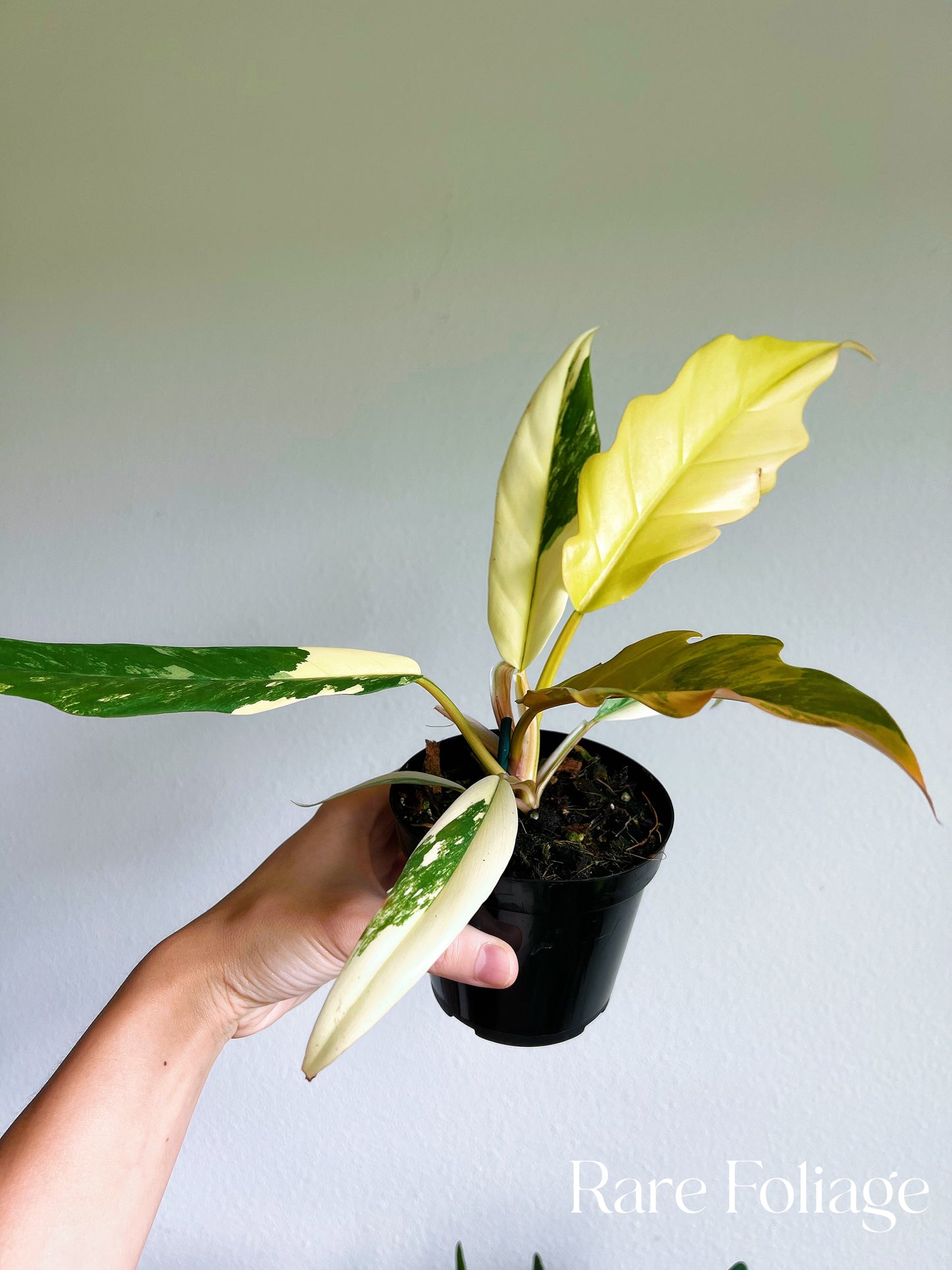 Philodendron Caramel Marble 4”