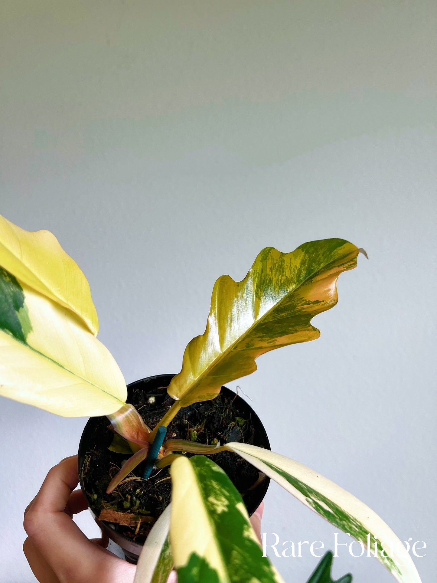 Philodendron Caramel Marble 4”