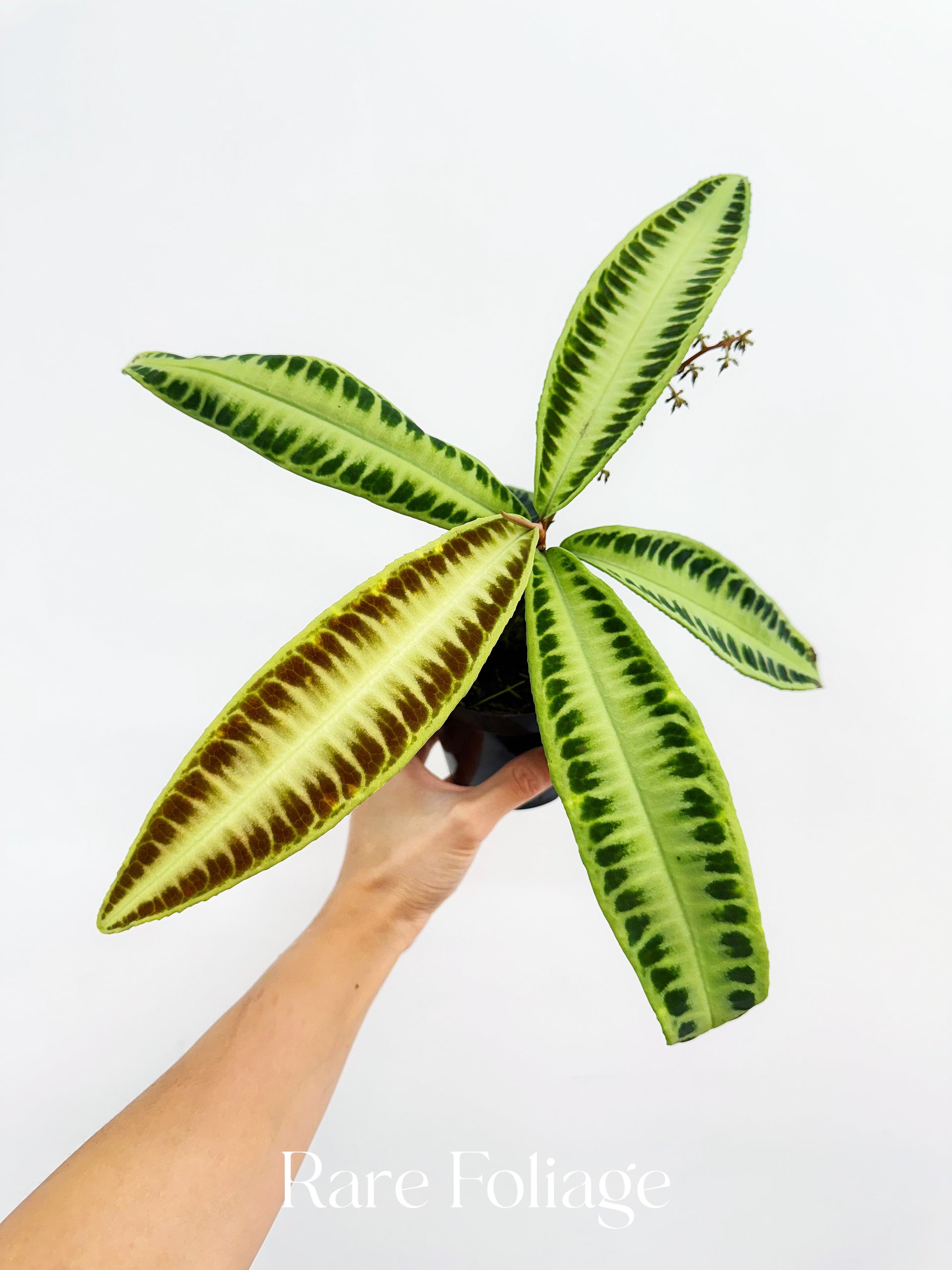 Labisia Jabi Sunrise 4” – Rare Foliage Plant Co