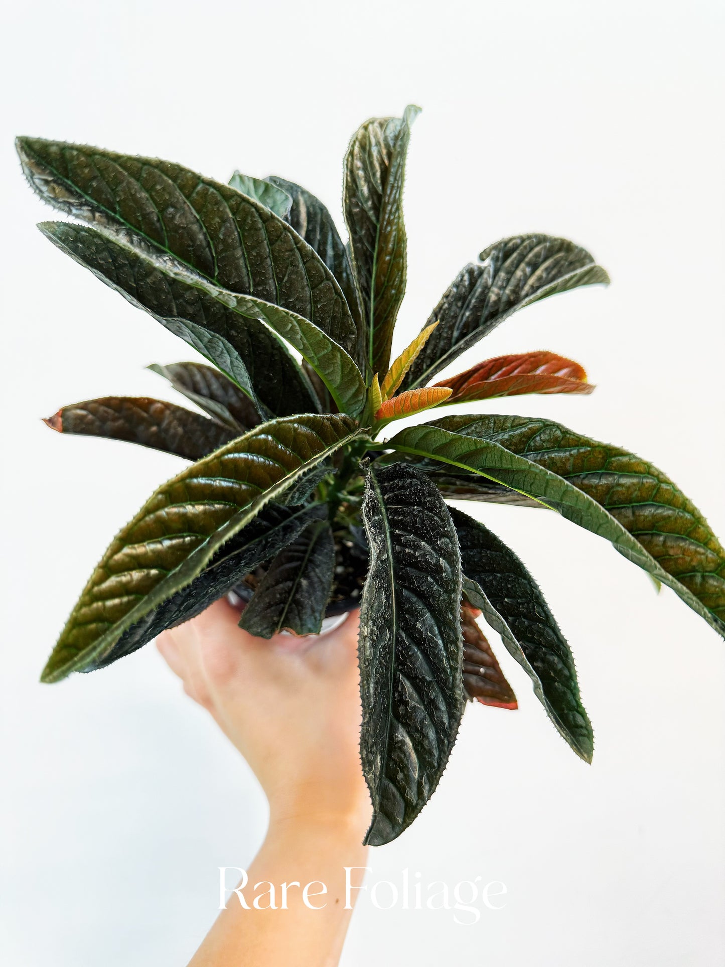 Labisia Sp. 4”
