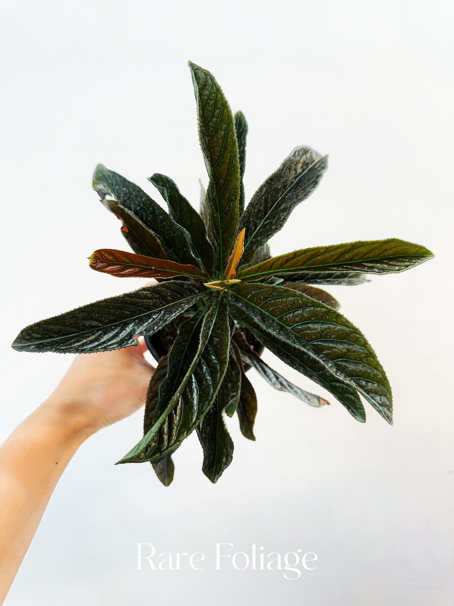 Labisia Sp. 4”
