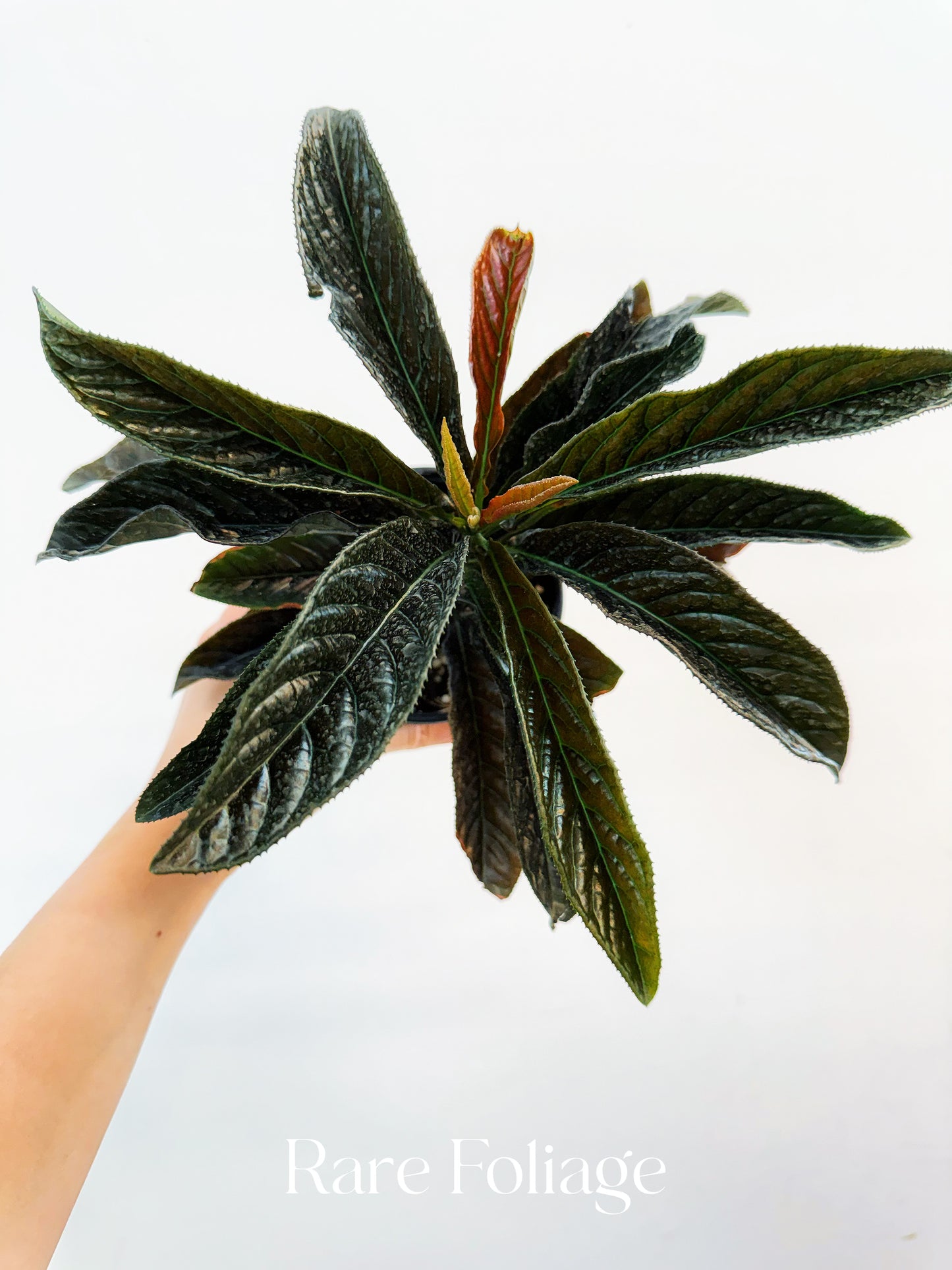 Labisia Sp. 4”