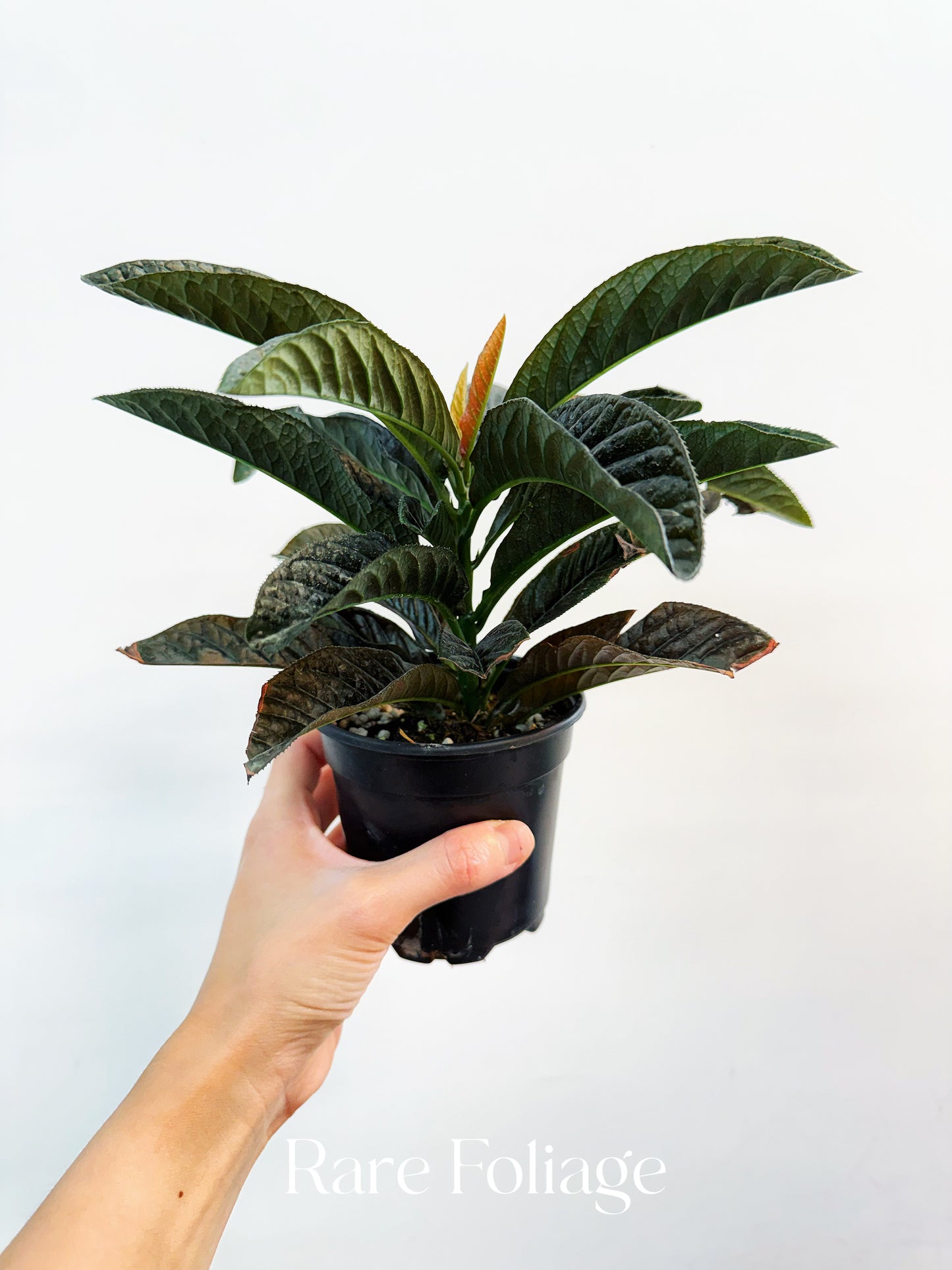 Labisia Sp. 4”