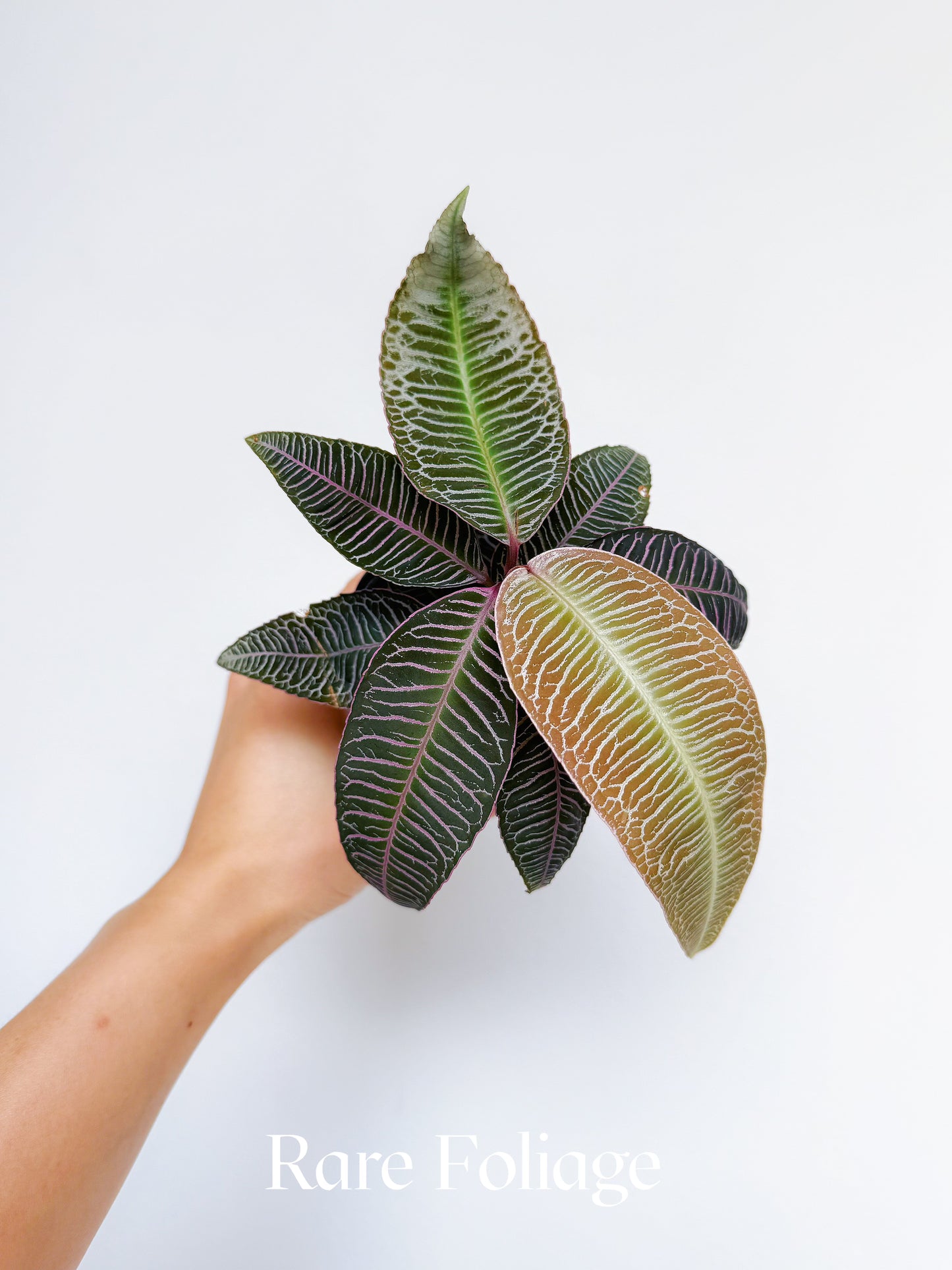 Labisia Sp. Pink Vein 4"