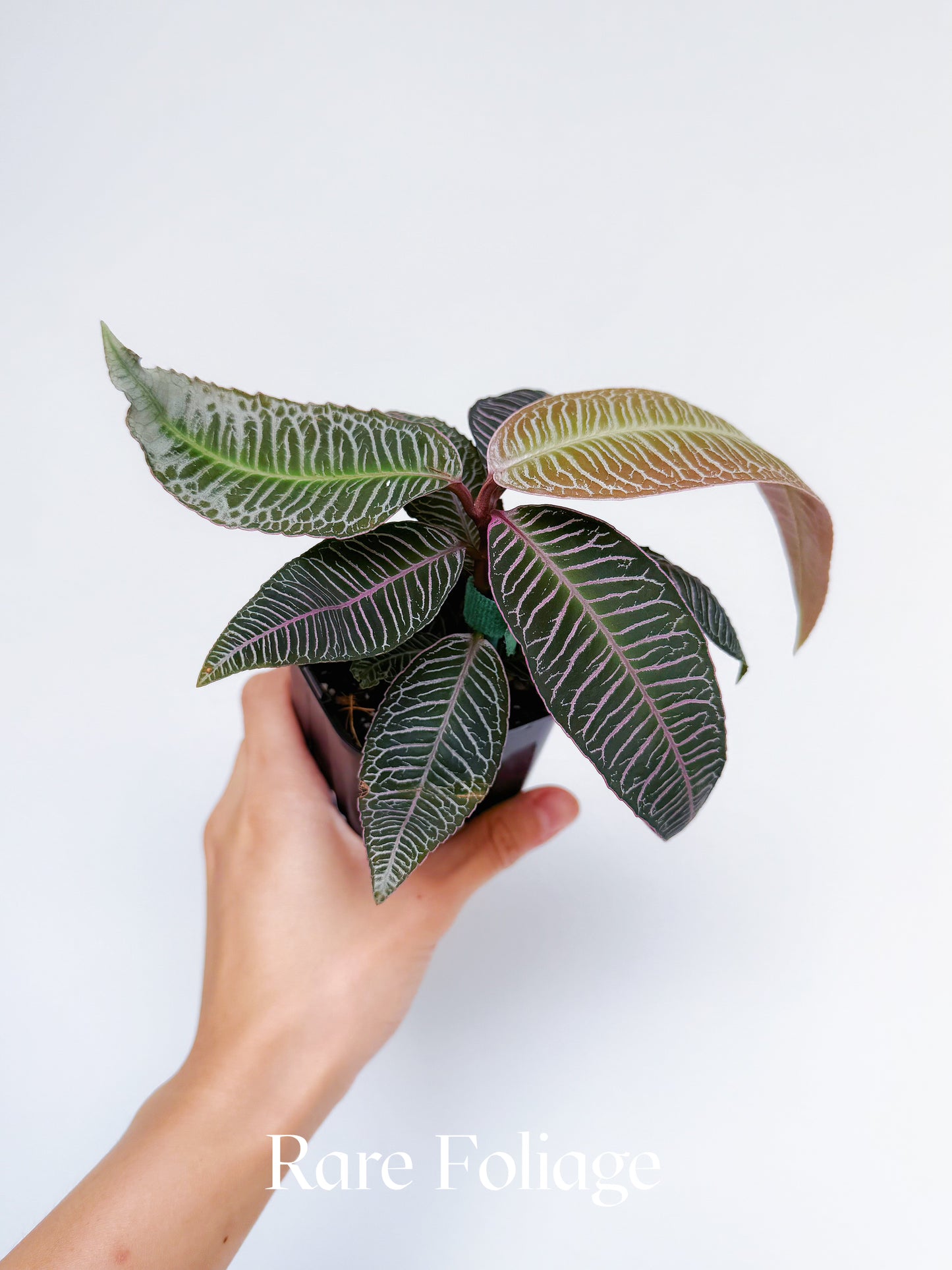 Labisia Sp. Pink Vein 4"