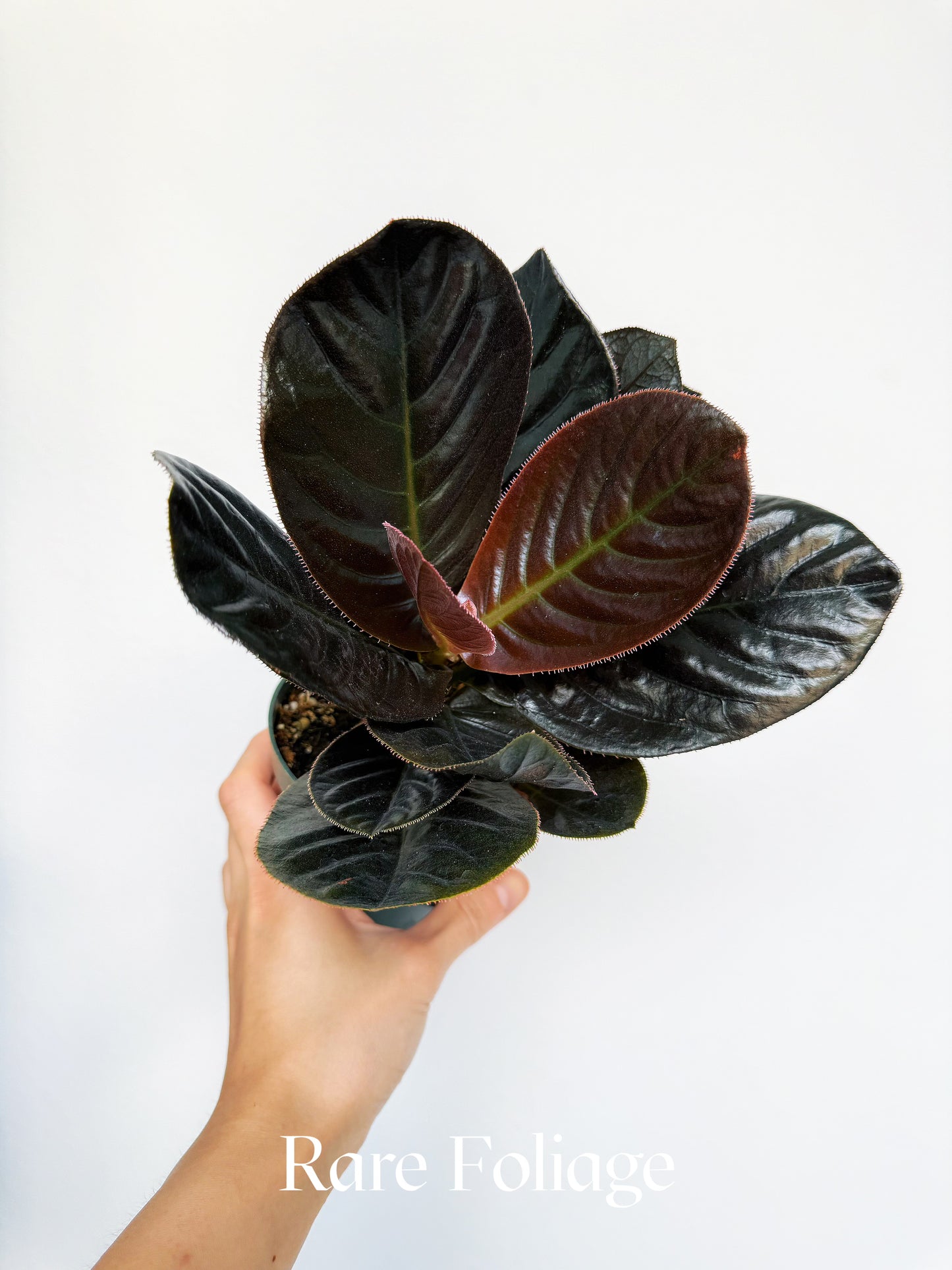Labisia Sp. Vietnam 4"