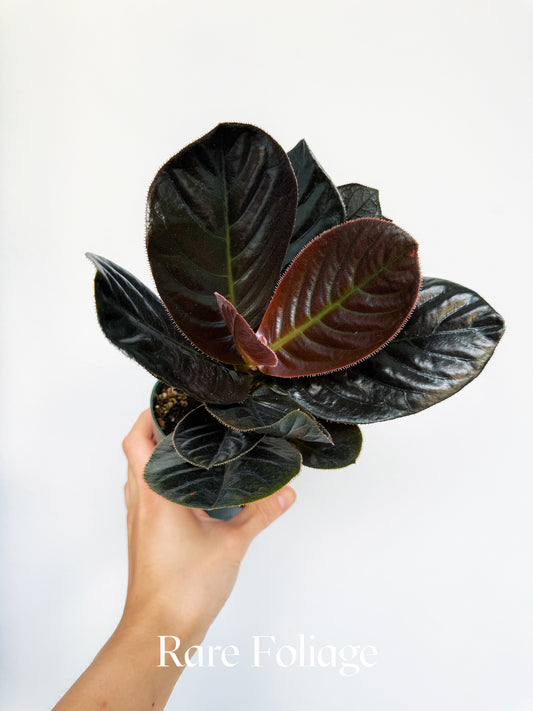 Labisia Sp. Vietnam 4"