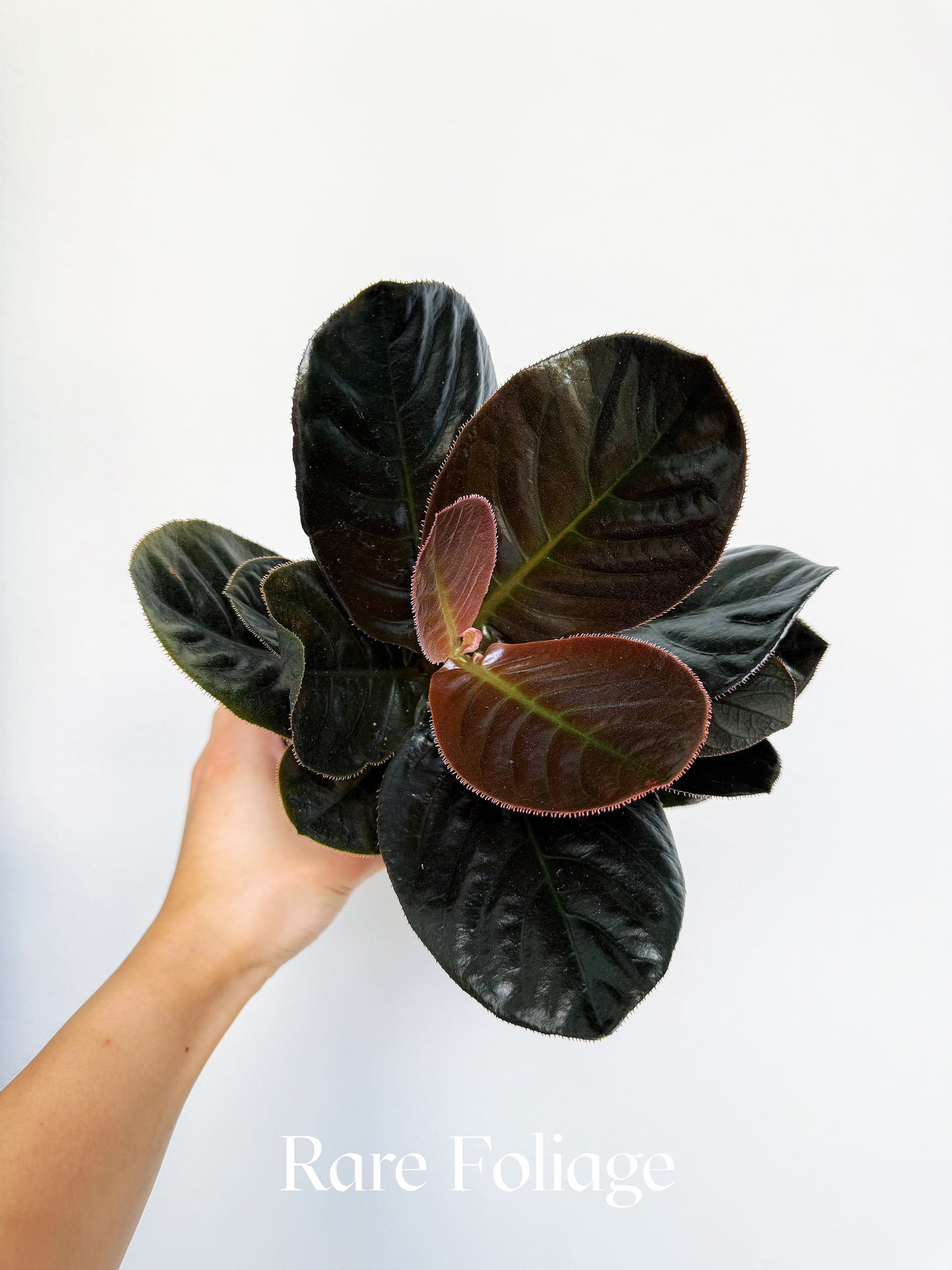 Labisia Sp. Vietnam 4"