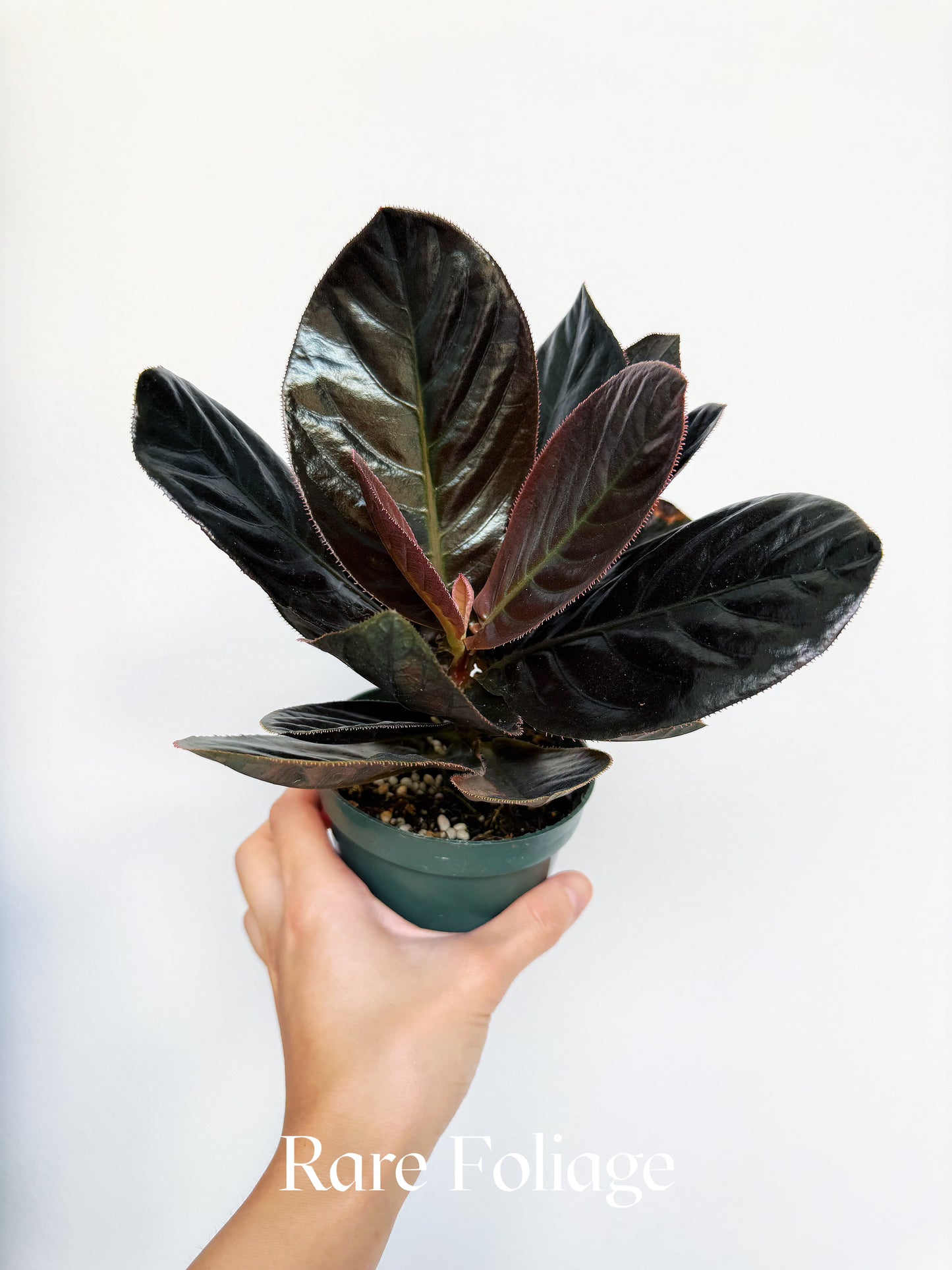Labisia Sp. Vietnam 4"