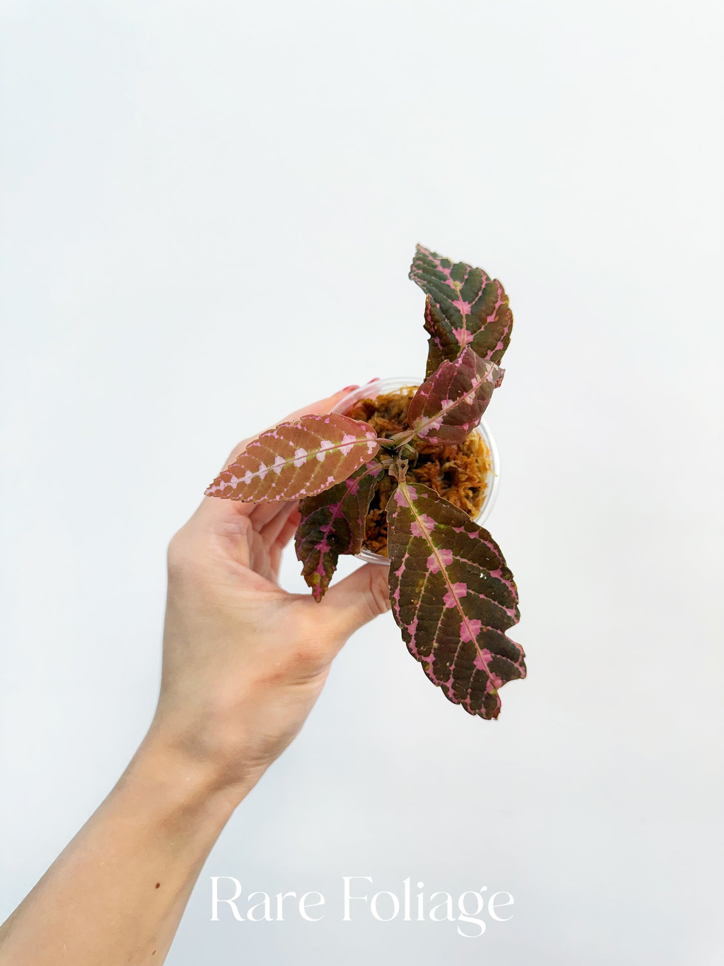 Leea Zippeliana Sp Papua 3”