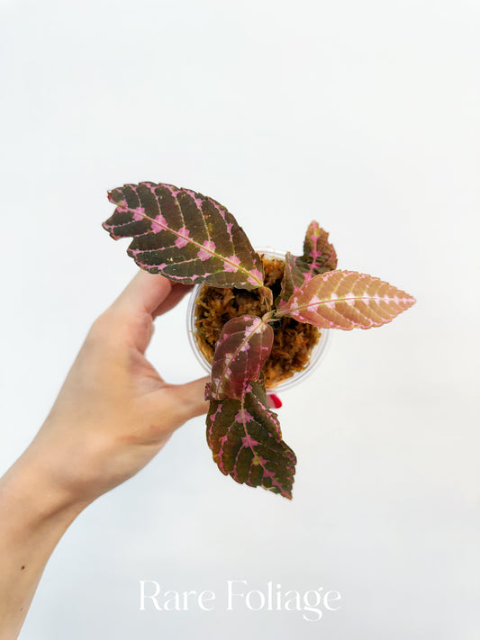 Leea Zippeliana Sp Papua 3”