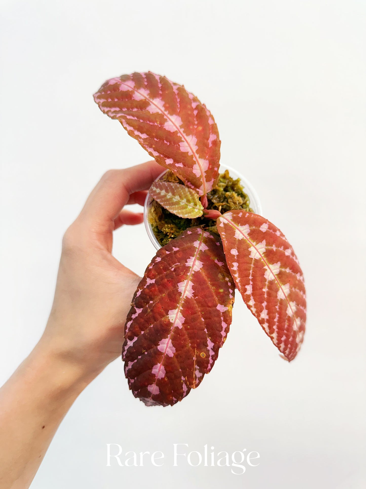 Leea Zippeliana Sp Papua 3”