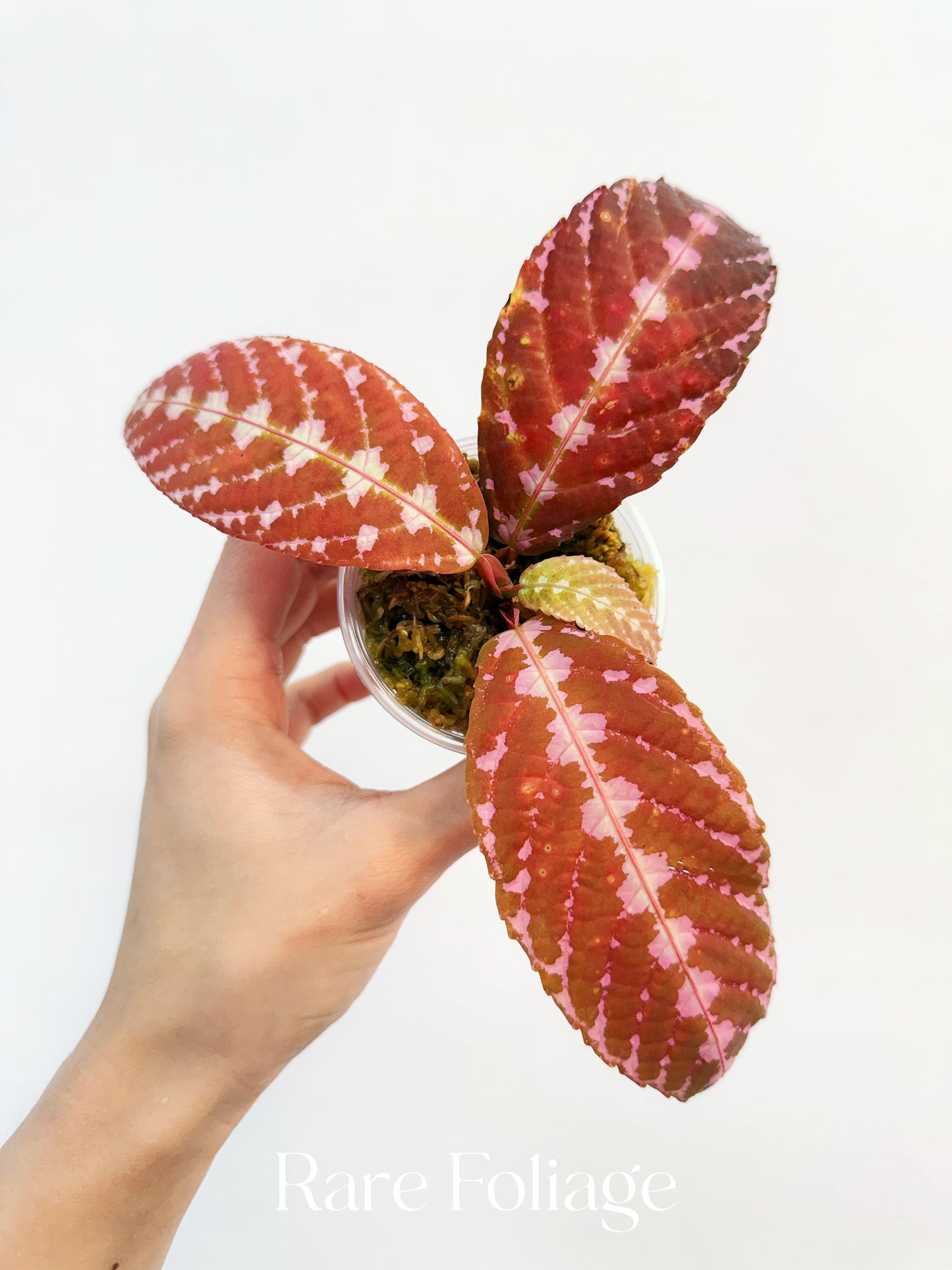 Leea Zippeliana Sp Papua 3”