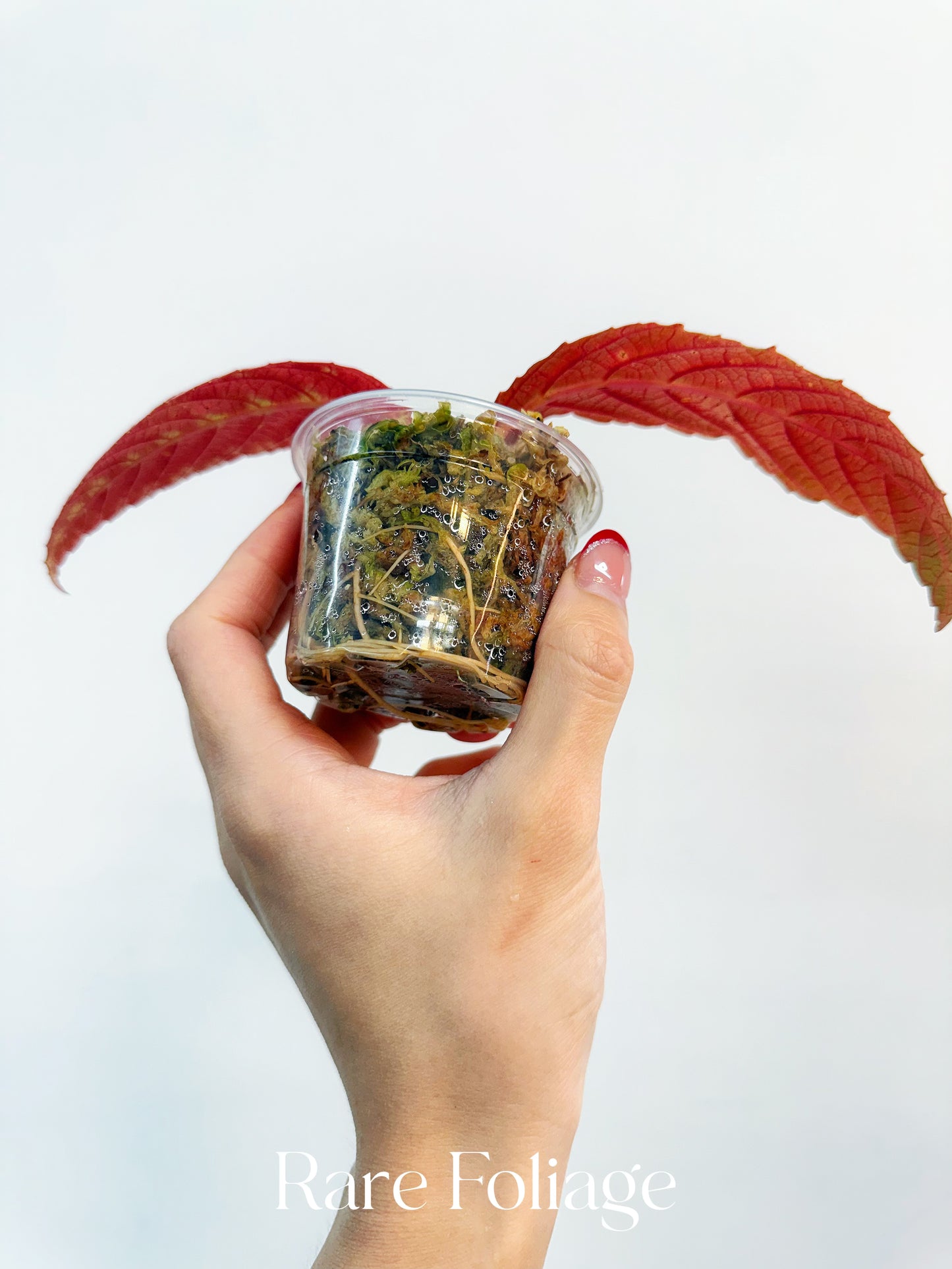 Leea Zippeliana Sp Papua 3”