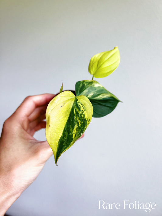 Philodendron Micans Aurea Variegated 3” Plant