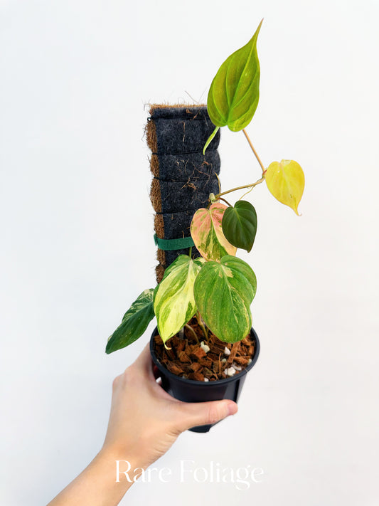 Philodendron Micans Aurea Variegated 4” Plant