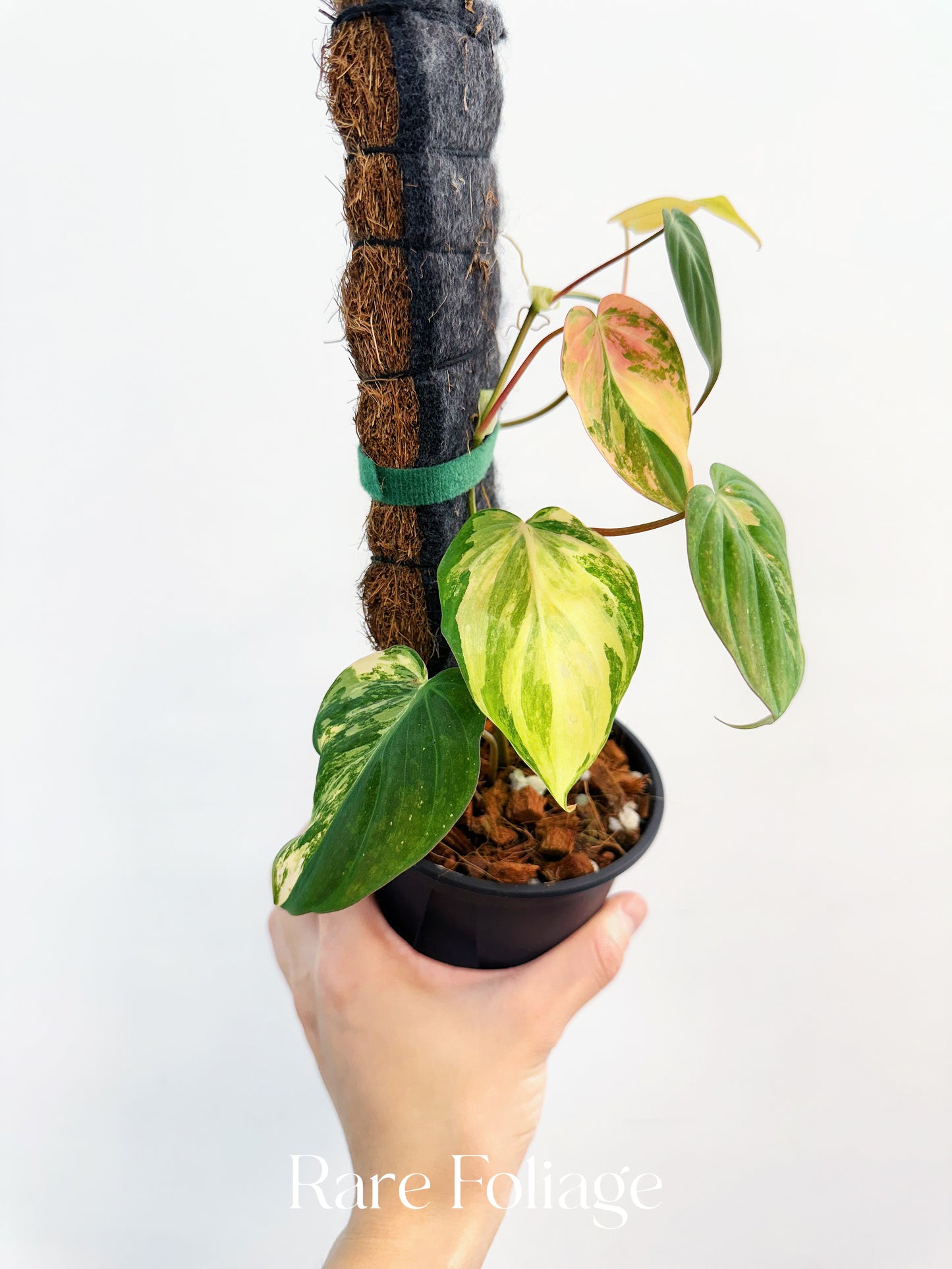 Philodendron Micans Aurea Variegated 4” Plant