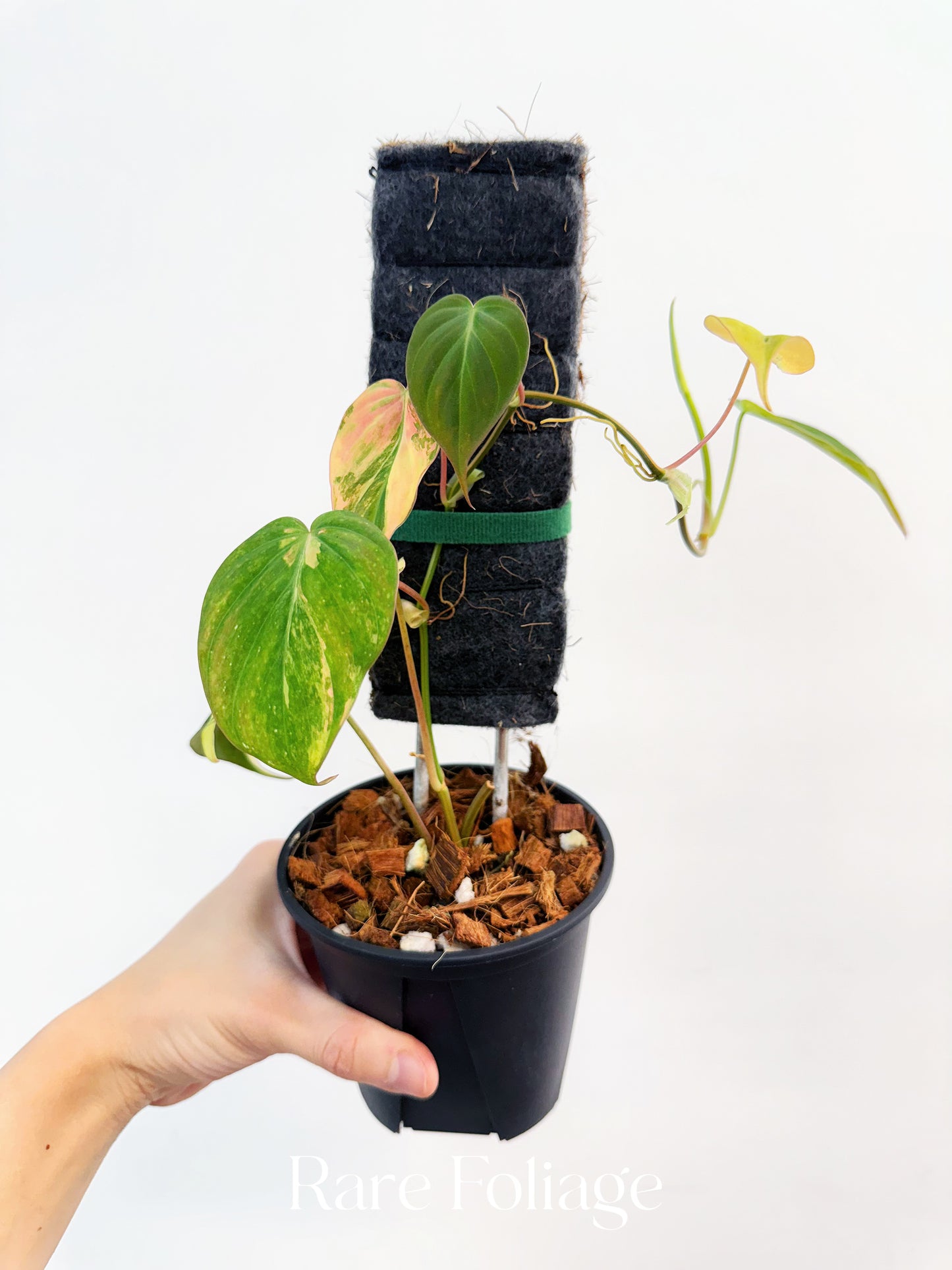 Philodendron Micans Aurea Variegated 4” Plant