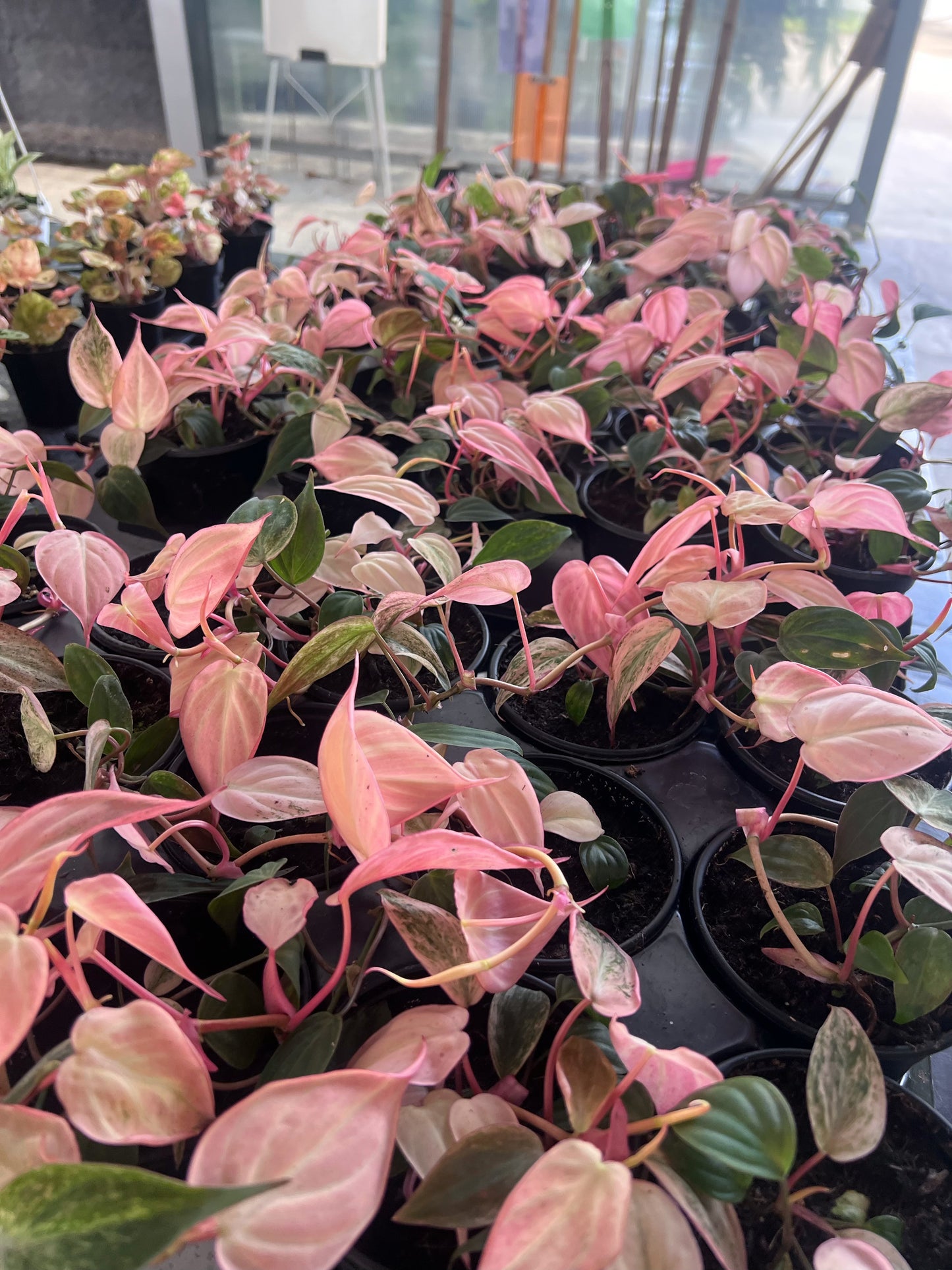 philodendron pink micans real Philodendron Micans Pink Variegated 4” Plant
