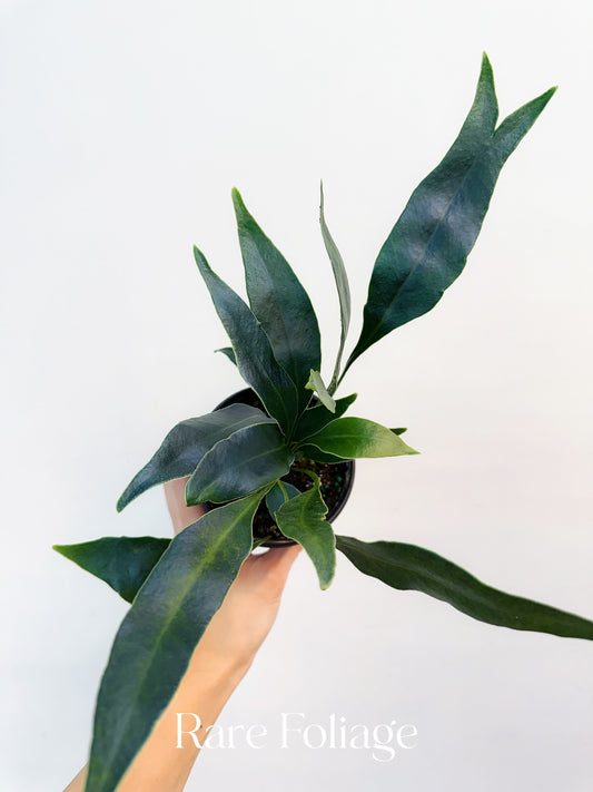 Microsorum Siamensis 4”