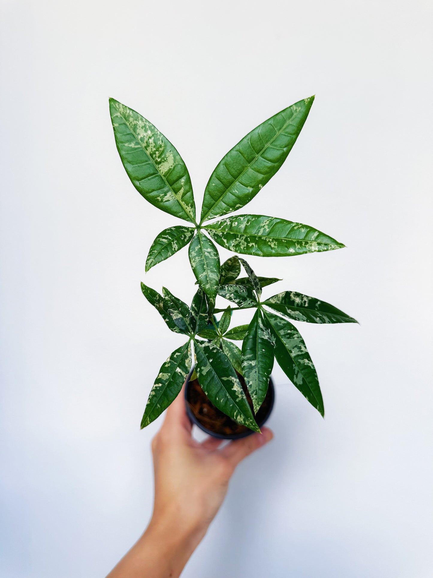 money tree for sale near me Variegated Money Tree (Non-Grafted) 3” – Rare Foliage Plant Co